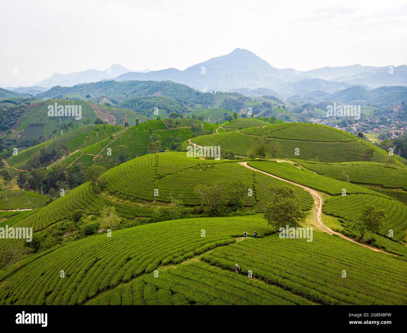 Piantagioni di tè Nizza nella provincia districa di Long Coc Phu Tho nord Vietnam Foto Stock