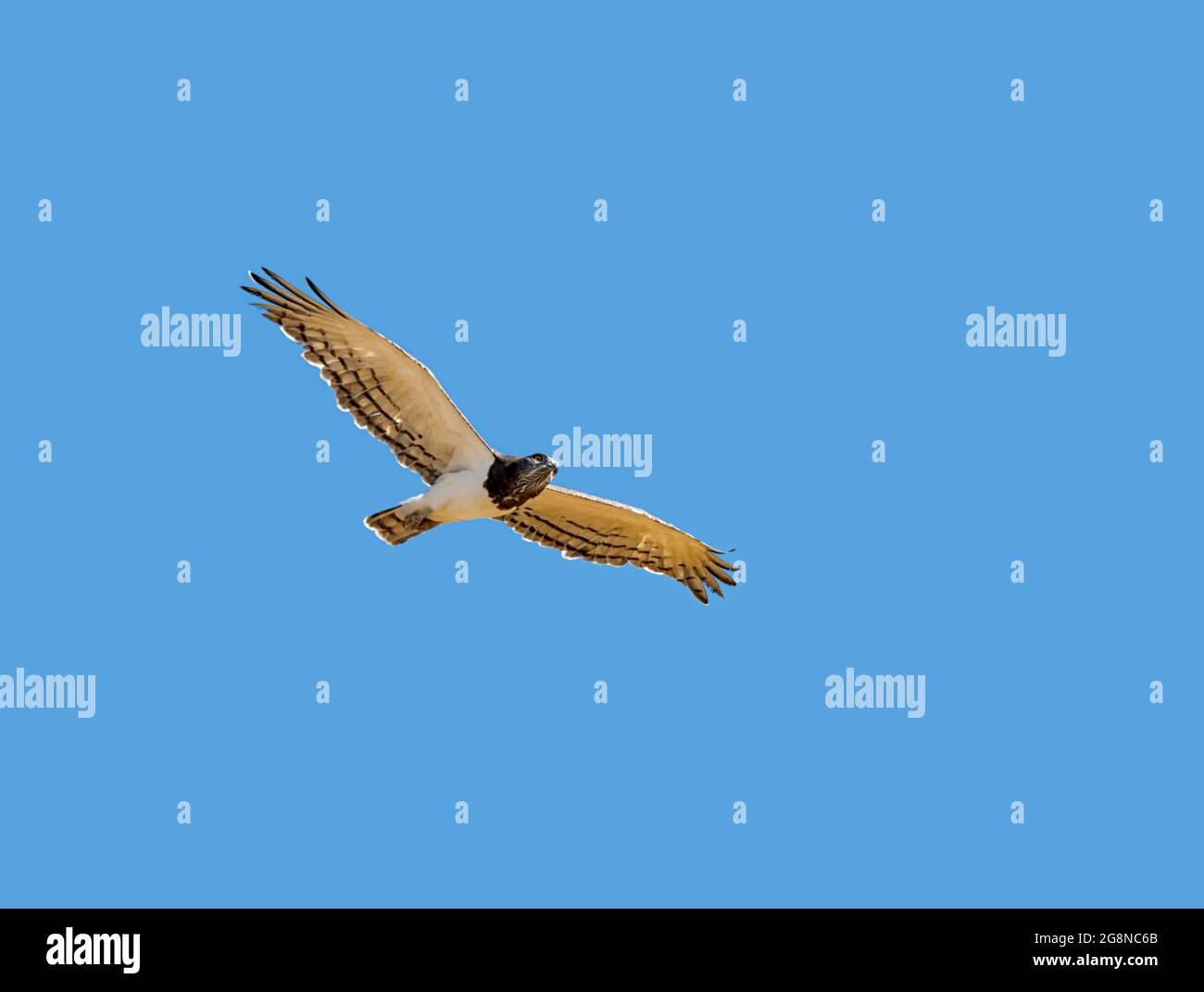 Un'aquila di serpente con la parte nera in volo nella savana dell'Africa del Sud Foto Stock