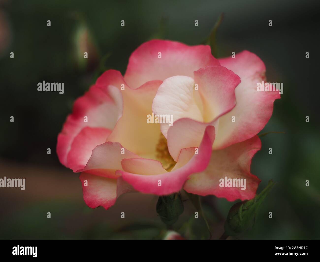 Rosa e bianco Rosa "Birthday Girl" Foto Stock