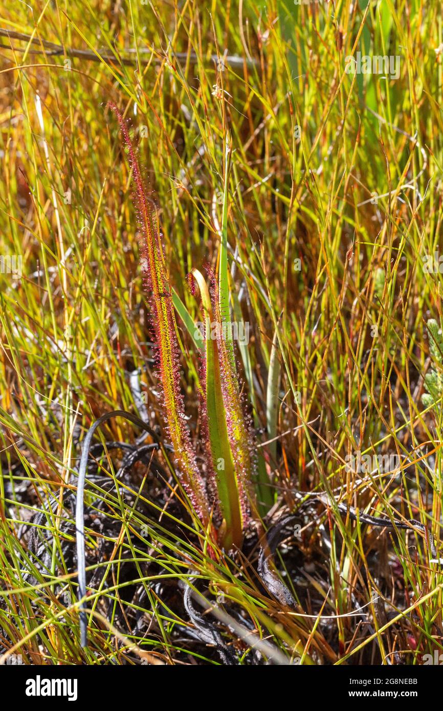 South African Wildflower: La regione endemica e in via di estinzione di Drosera nella Valle di Bain's Kloof, Capo Occidentale del Sud Africa Foto Stock