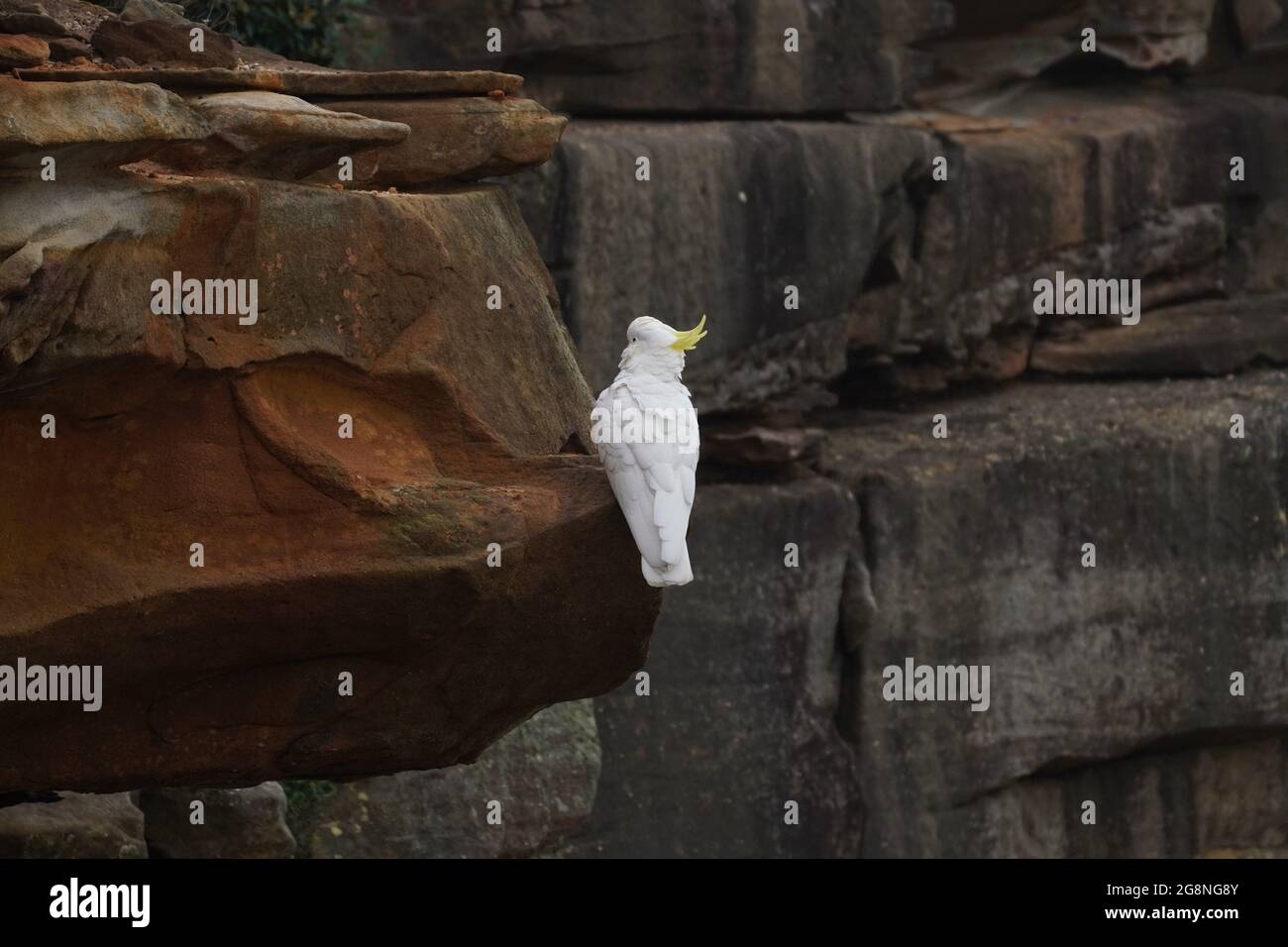 Indietro Vista di un solo Cockatoo arroccato tra le rocce costiere Foto Stock