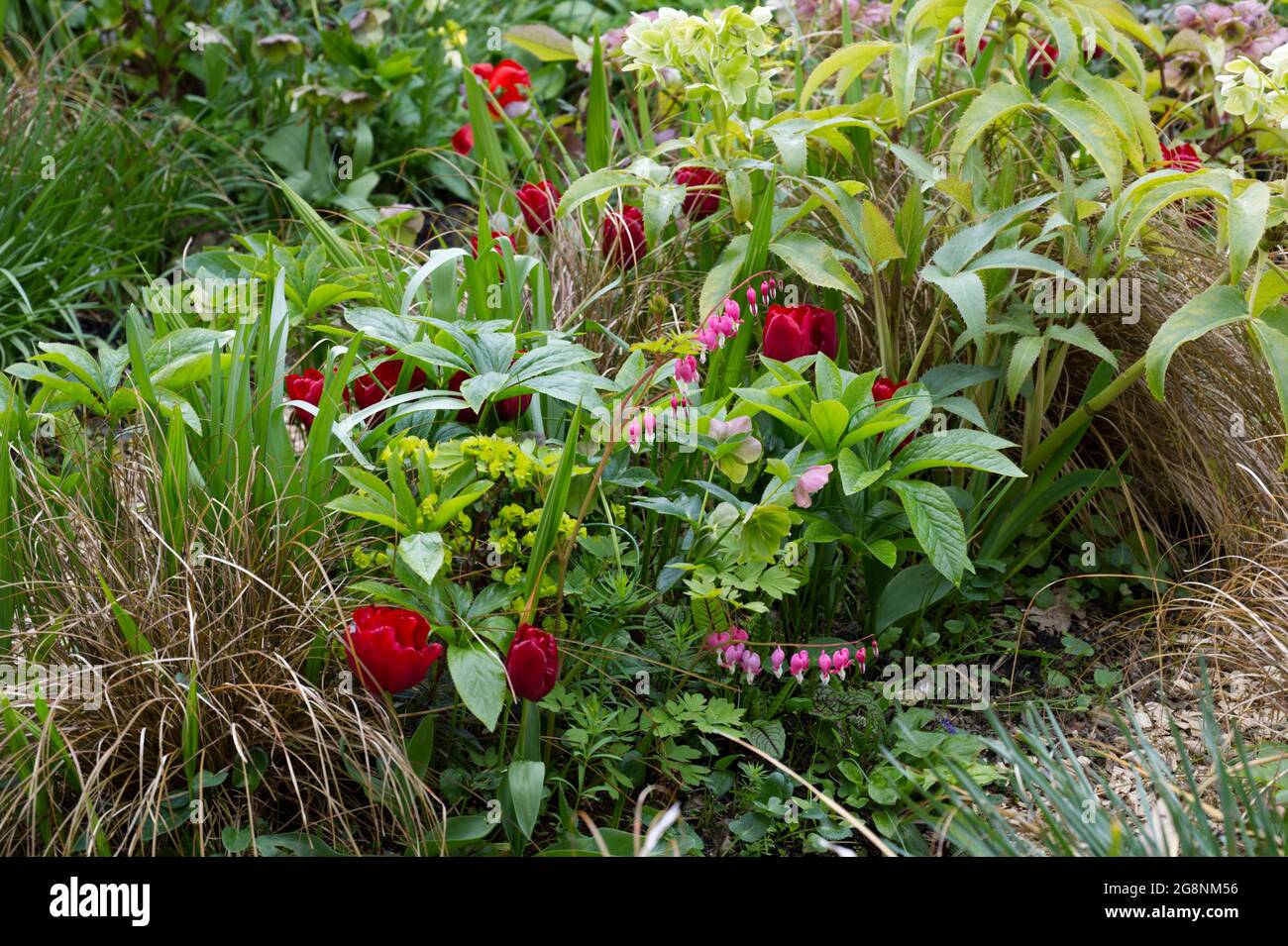 Red Tulip Seadov fiori, ellebore Sternii, euforbia e bronzo carex erba in un giardino di primavera. Aprile Regno Unito Foto Stock