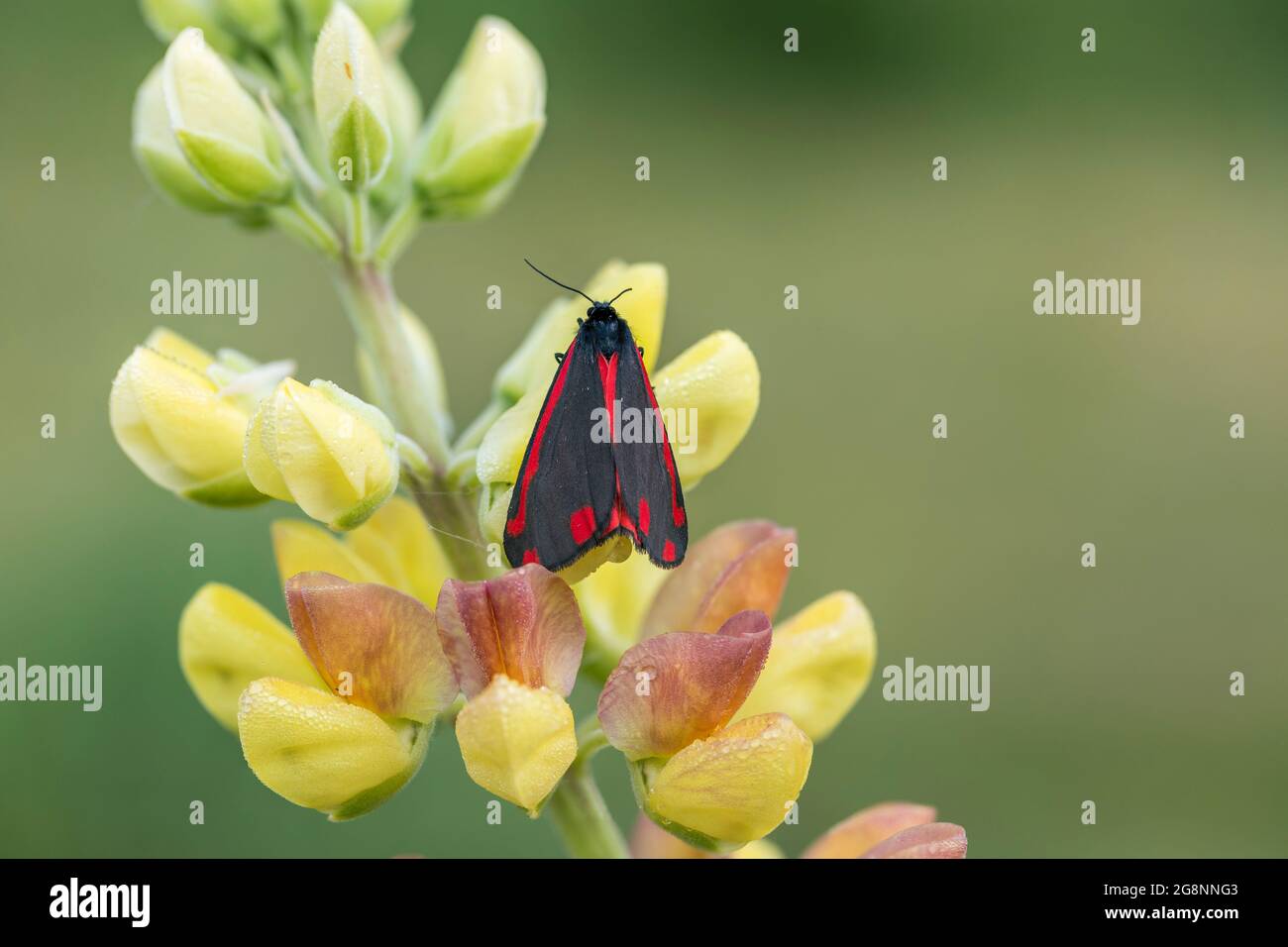 Cinabro Moth; Tyria jacobaeae; on Tree Lupin; UK Foto Stock