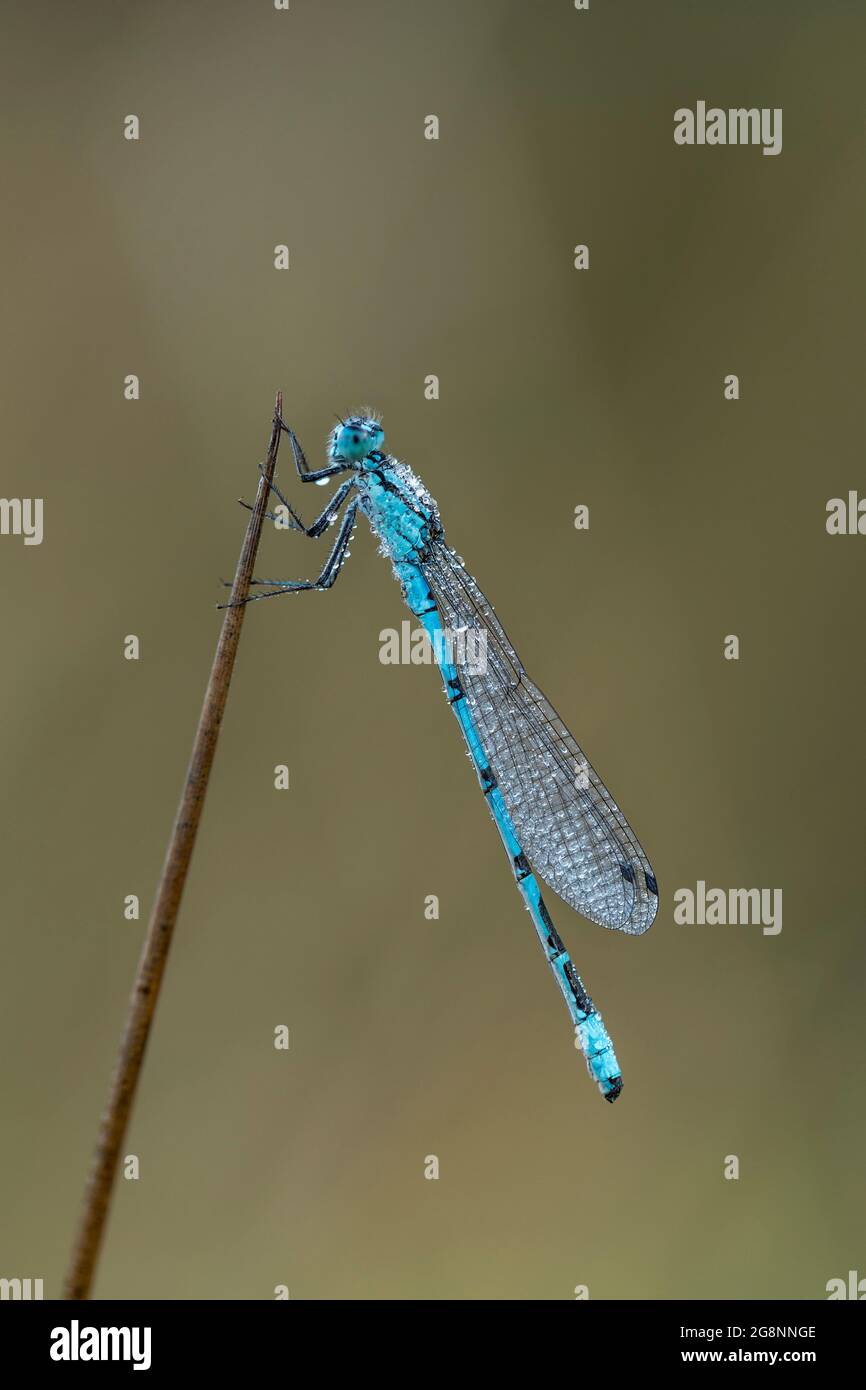 Comune Blue Damselfly; Enallagma cyathigerum; Regno Unito Foto Stock