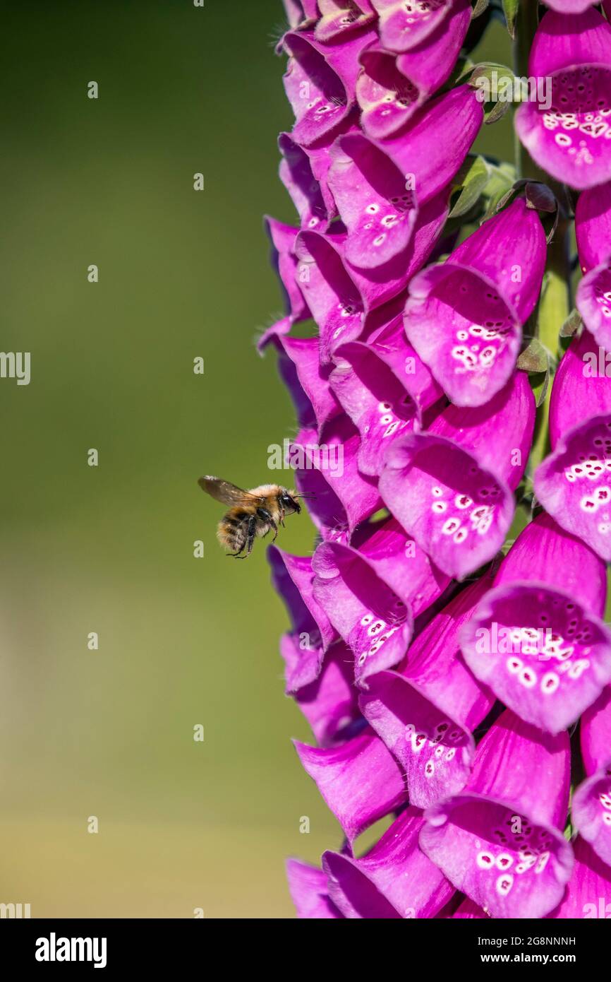 Comune carder Bee; Bombus pascuorum; su Foxglove flower; UK Foto Stock