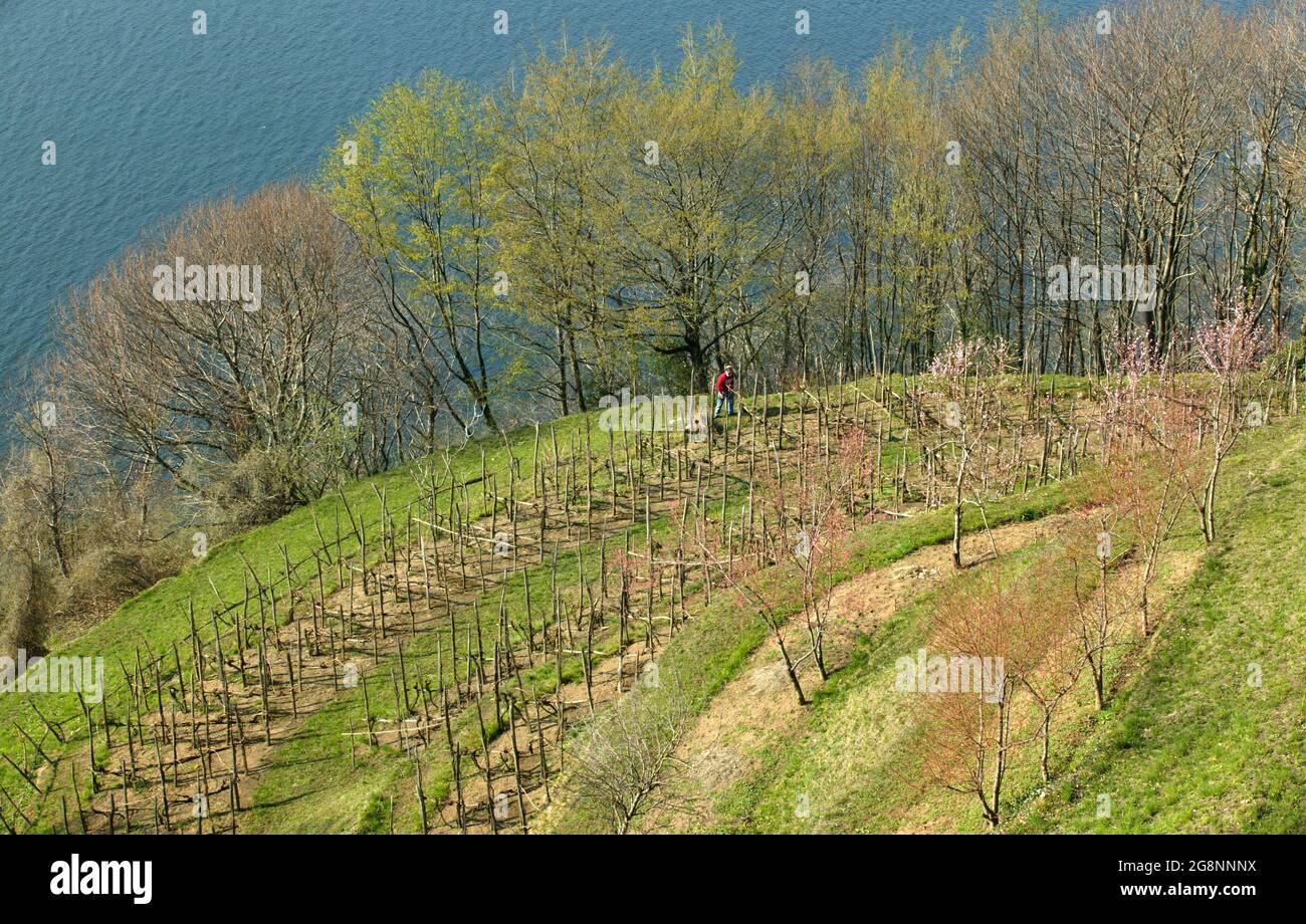 Sentiero di Wayfarer da Gittana a Bellano, Lago di Como, Lombardia, Italia, Europa Foto Stock