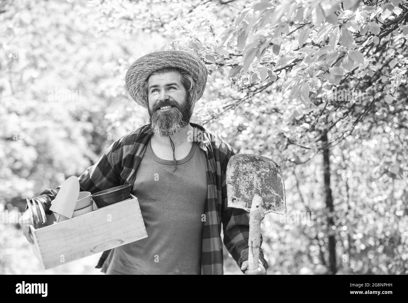 Uomo sopportato hipster che raccoglie raccolto. Ranch uomo. Fattoria biologica. Cura del giardino. Coltivatore maturo piantando piante. Stagione di piantatura. Scatola di tenuta del giardiniere con Foto Stock