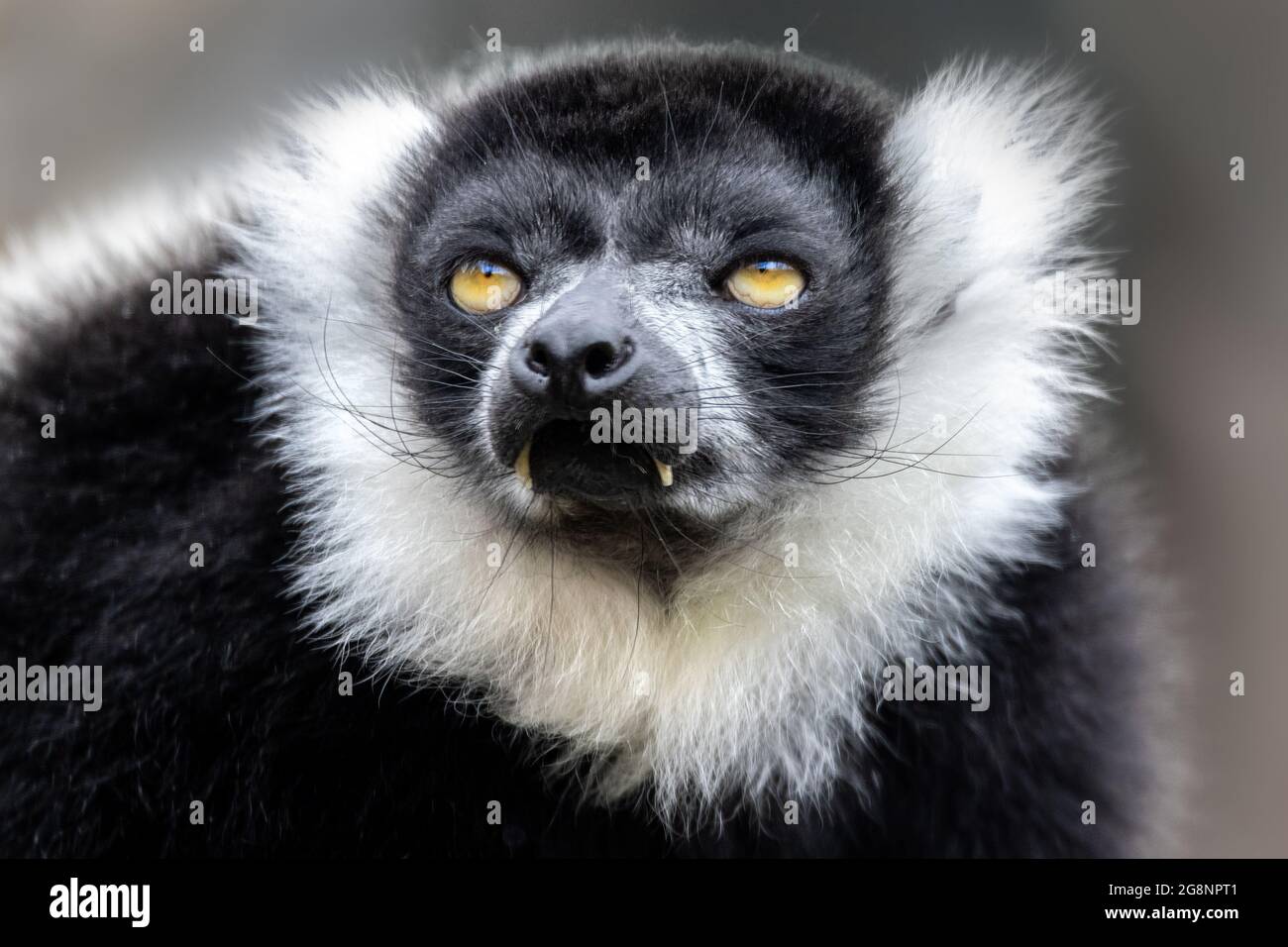 Closeup di un lemur adulto con volant bianco e nero, varecia variegata. Questa specie criticamente minacciata è indigena per le incursioni del Madagascar Foto Stock