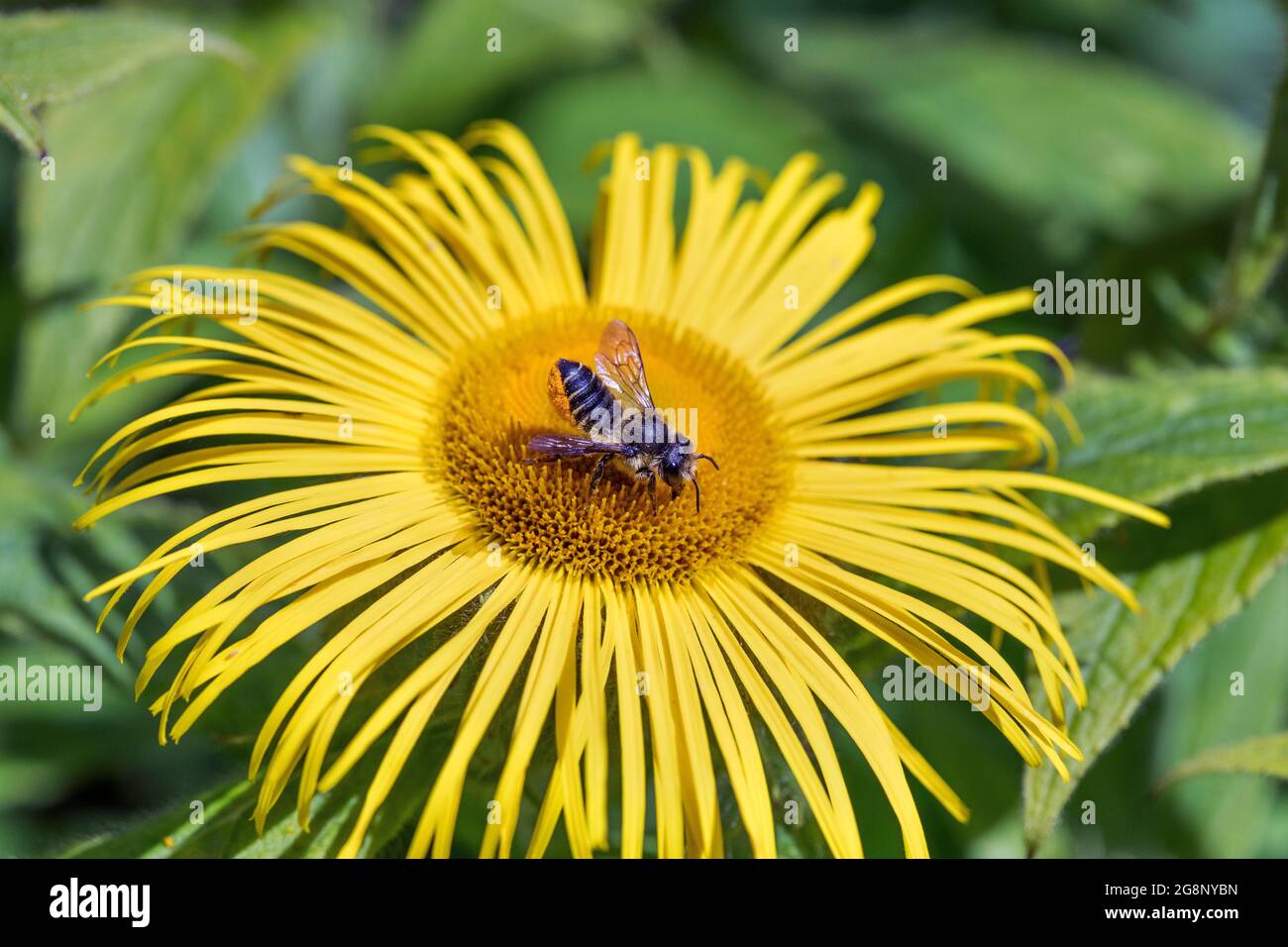 Bee di taglio di foglie di patchwork; Megachile centuncularis; su Inula Flower; UK Foto Stock