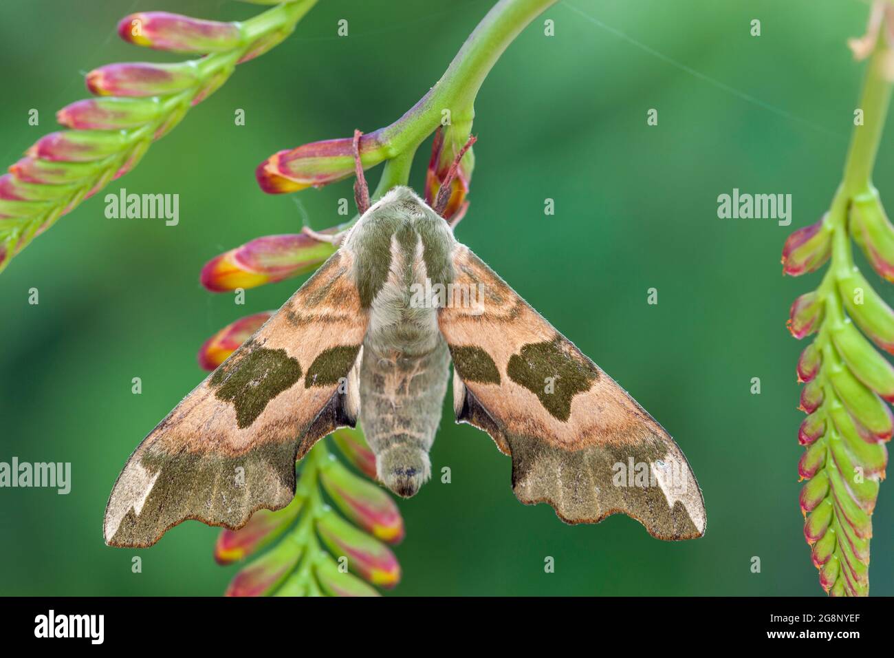 Lime Hawkmoth; Mimas tiliae; Cornovaglia; su crocosmia Foto Stock