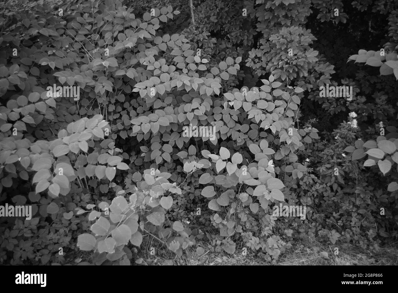 Camminando in tarda serata o nel pomeriggio e avvistando alcune piante, fiori, alberi, infrastrutture, tipico tedesco Foto Stock