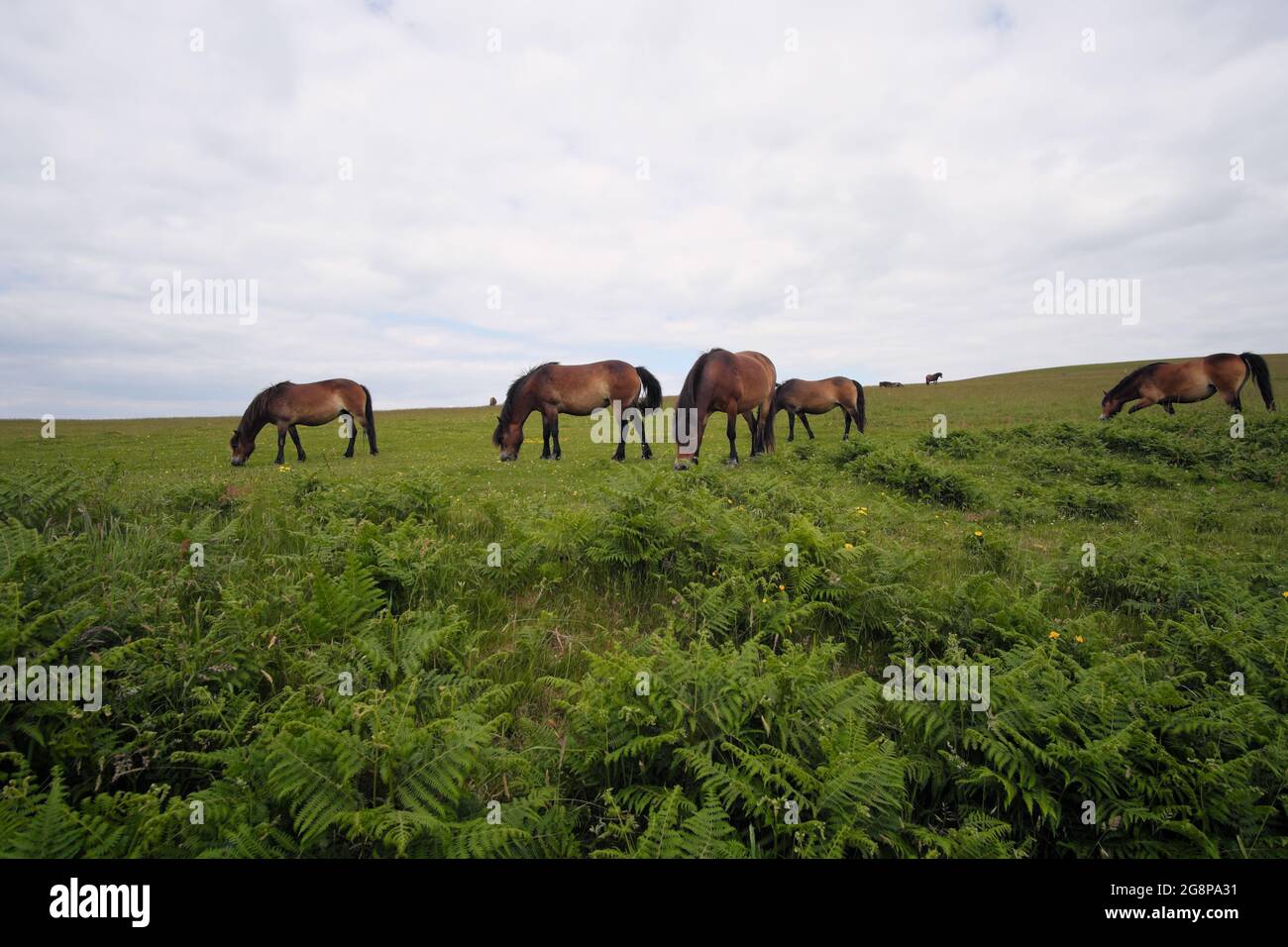Exmoor Ponies pascolo sul Parco Nazionale Exmoor nel Sud-Ovest Inghilterra UK Foto Stock