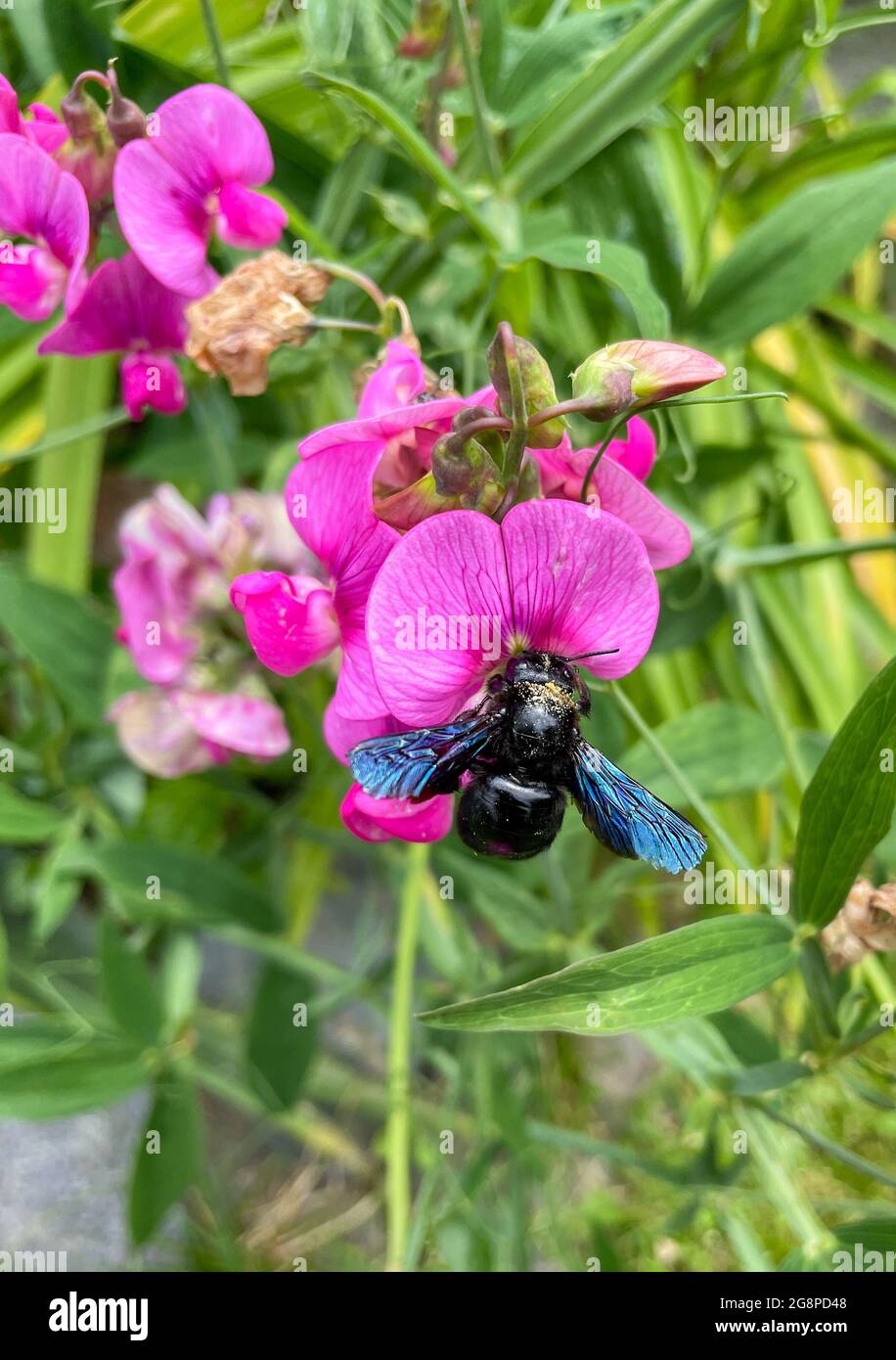 Ape di legno in pericolo su un fiore Foto Stock