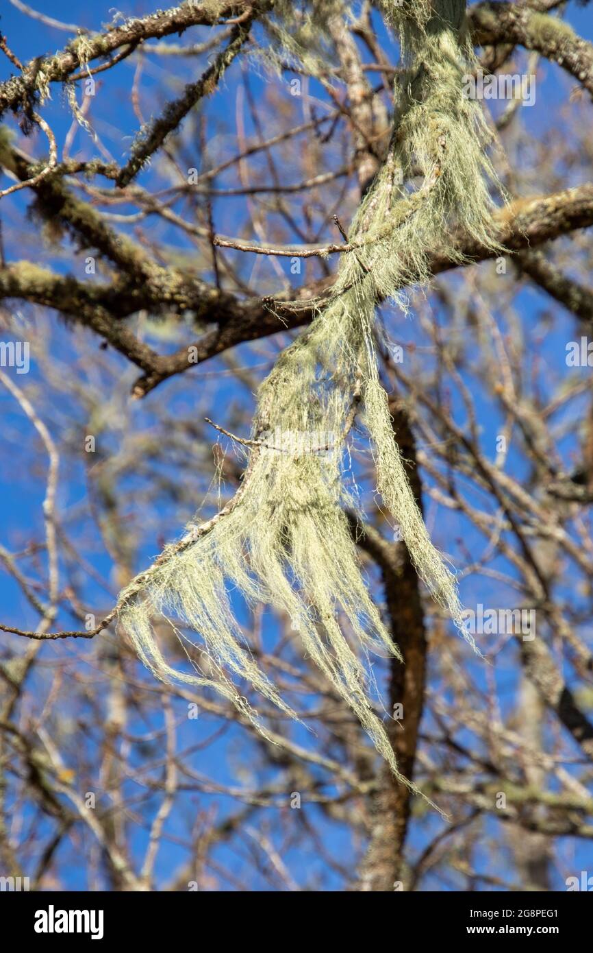 La pianta della barba dell'uomo anziano cresce sui rami di un albero asciutto Foto Stock