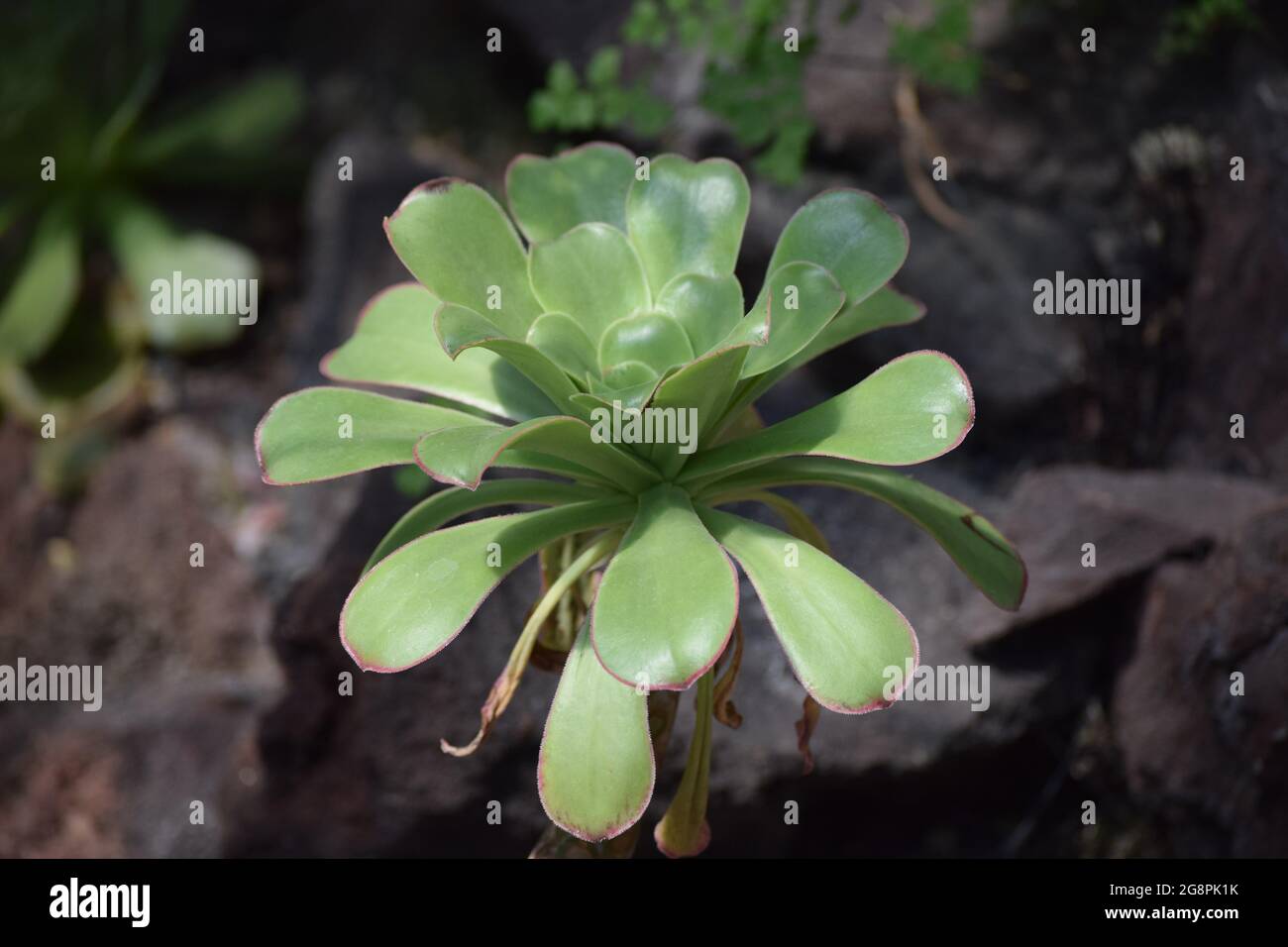 Una foglia spessa di Rosette con piccole macchie d'acqua Foto Stock