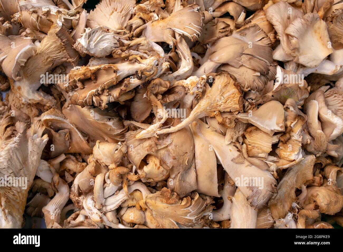 Funghi di ostrica appena raccolti o Pleurotus ostreatus in un mucchio al mercato di un agricoltore, ricca fonte di umami ingrediente gourmet utilizzato in molti piatti Foto Stock
