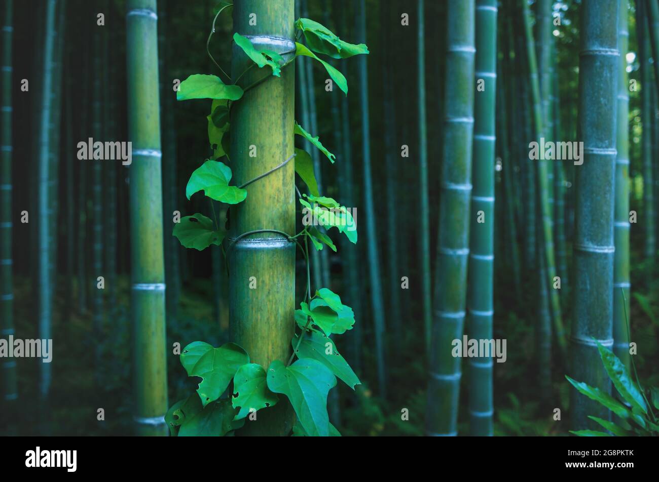 Detaiil di tronco di bambù coperto con invidia lussureggiante nella foresta mistica al boschetto di Arashiyama a Kyoto, Giappone Foto Stock