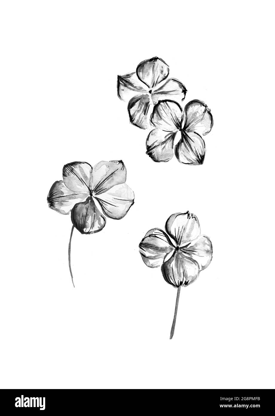 Illustrazione dipinta a mano di petali di hydrangea su sfondo bianco Foto Stock