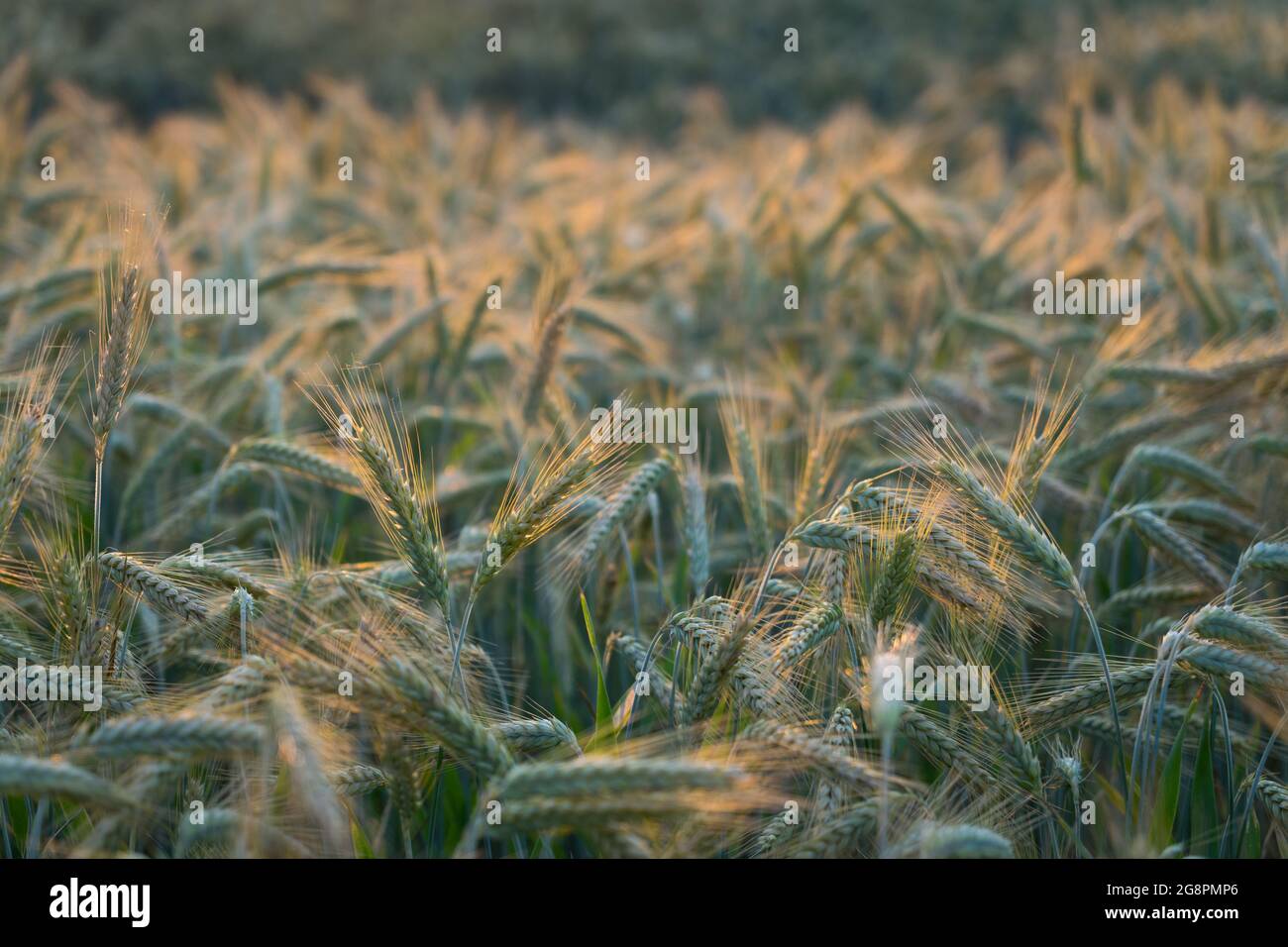 campo di grano dorato in luce solare calda al tramonto primo piano di orecchie di grano in natura Foto Stock