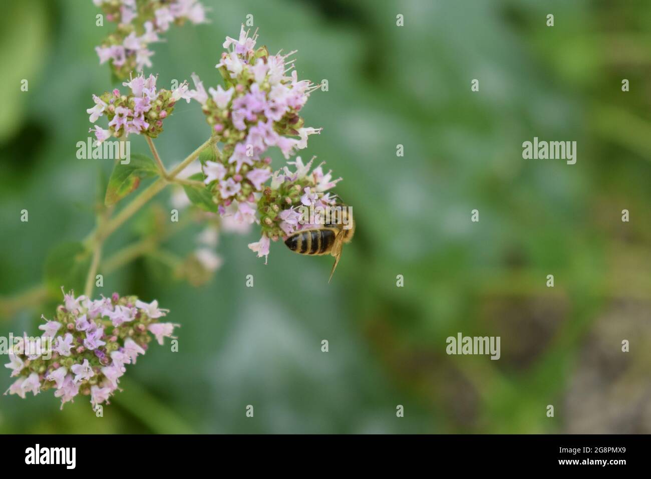 ape selvatica su fiori di origano Foto Stock