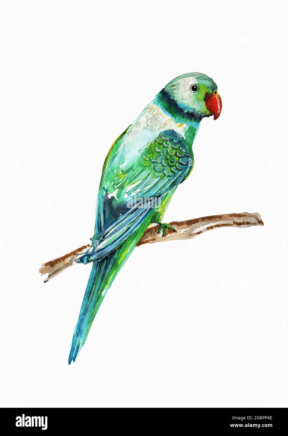Illustrazione dipinta a mano in acquerello di un pappagallo con sfondo bianco Foto Stock