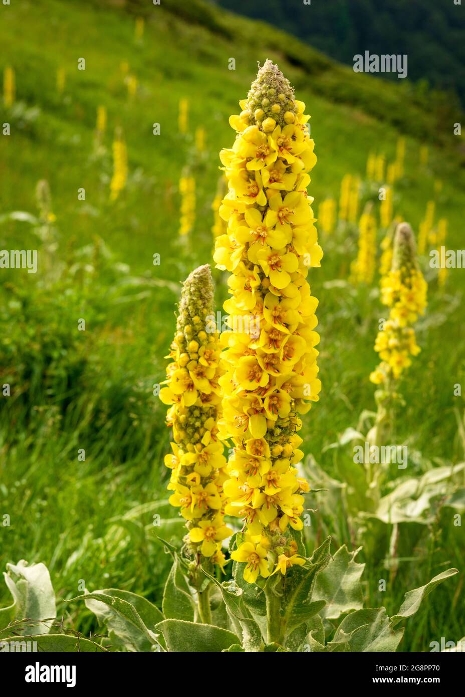 Verbascum Thapsus o Grande Mullein fiorito in habitat naturale, Balkan Centrale Unesco Biosphere Reserve, Troyan montagna, Bulgaria Foto Stock