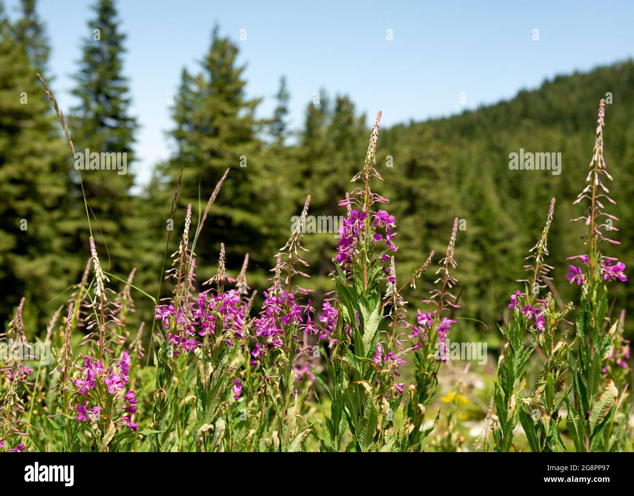 Epilobium angustifolium o Chamerion angustifolium o Fireweed o Rosebay Willowwib che cresce in habitat naturale nella Riserva Naturale di Rila, Bulgaria Foto Stock
