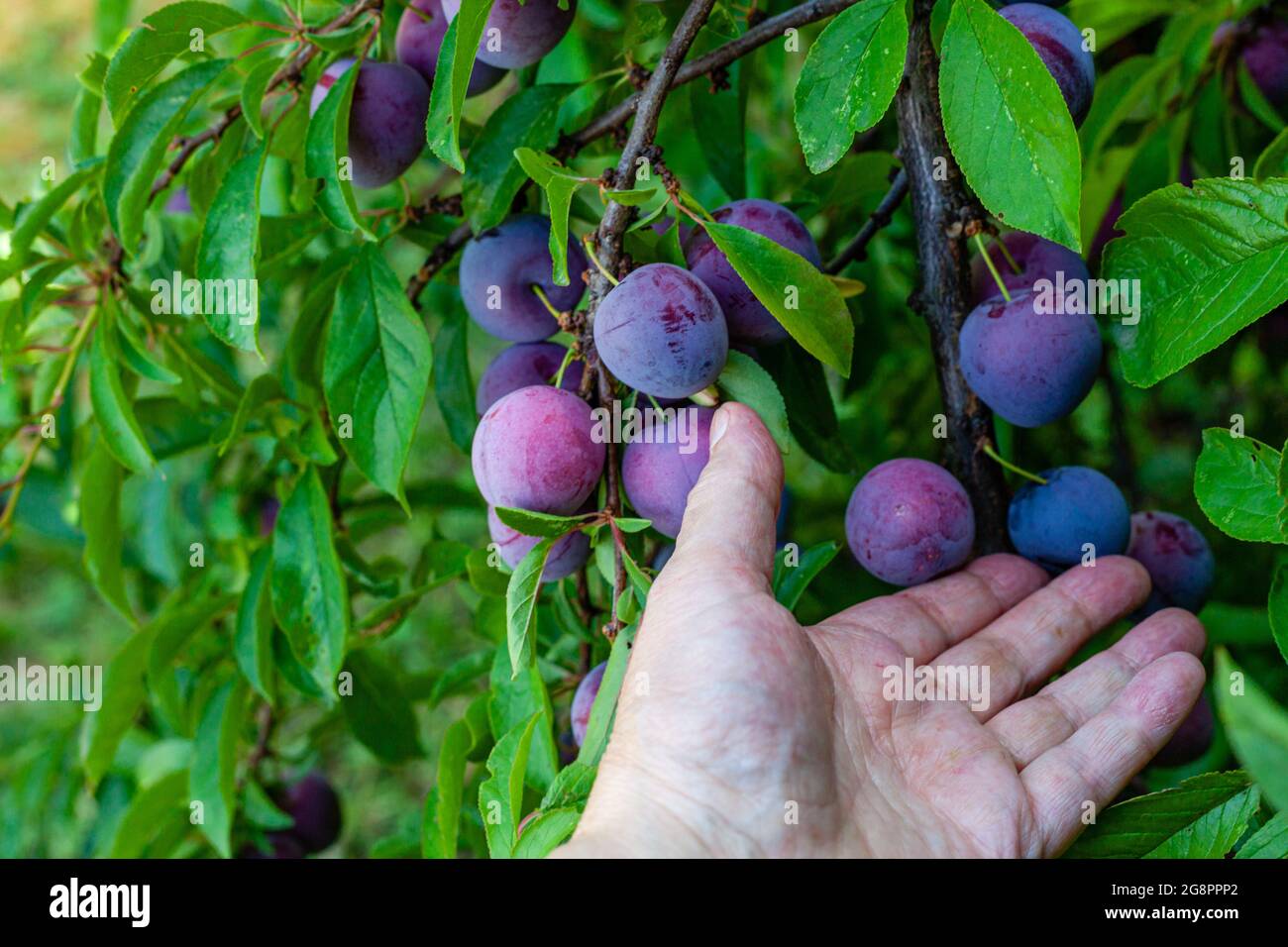 Tenendo la mano sinistra toccando una ciliegia prugna sull'albero Foto Stock