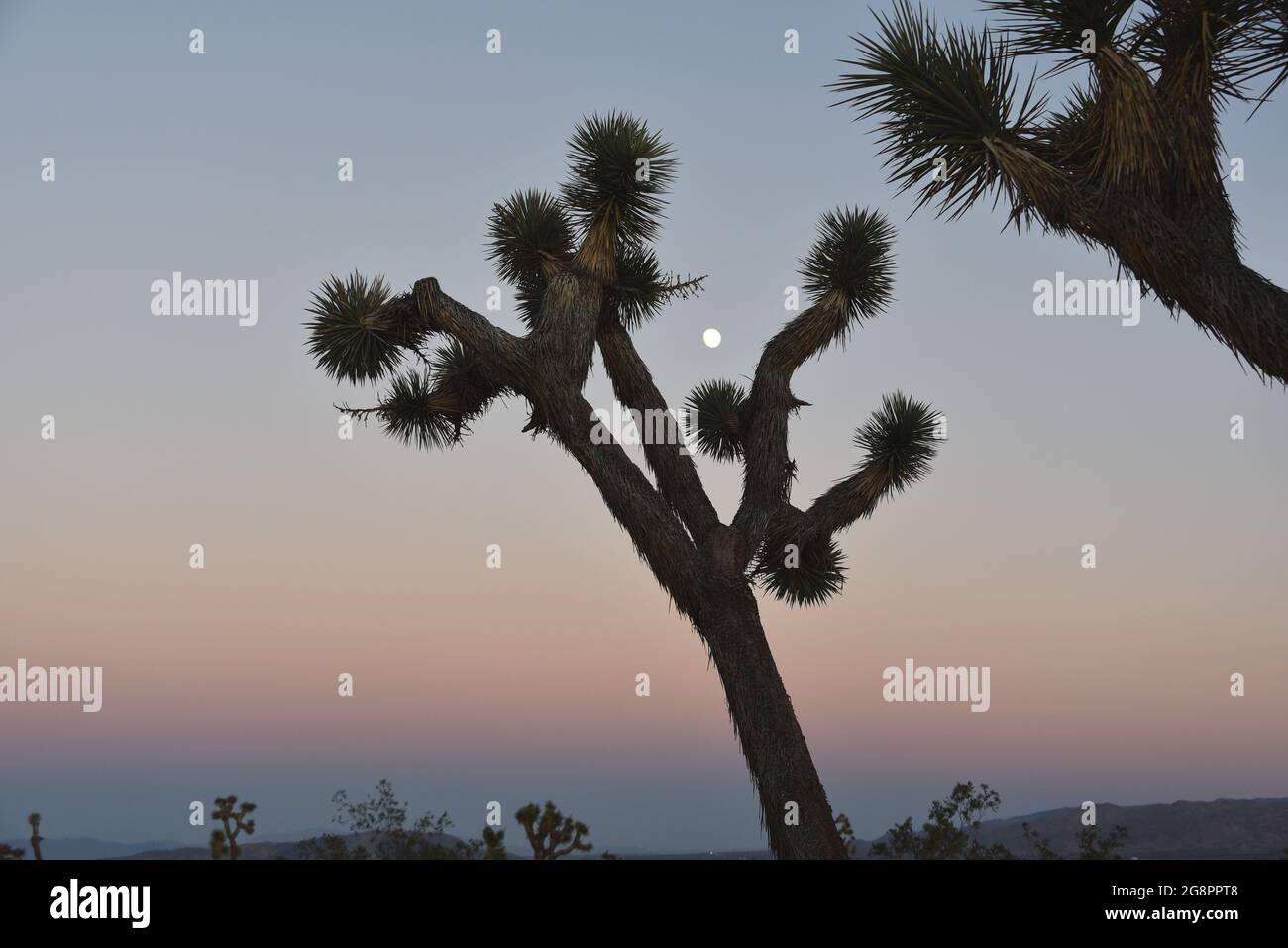 Un paesaggio desertico al tramonto con un primo piano di luna che sorge tra i rami di Joshua Tree. Nota il villaggio di Joshua Tree in lontananza. Foto Stock
