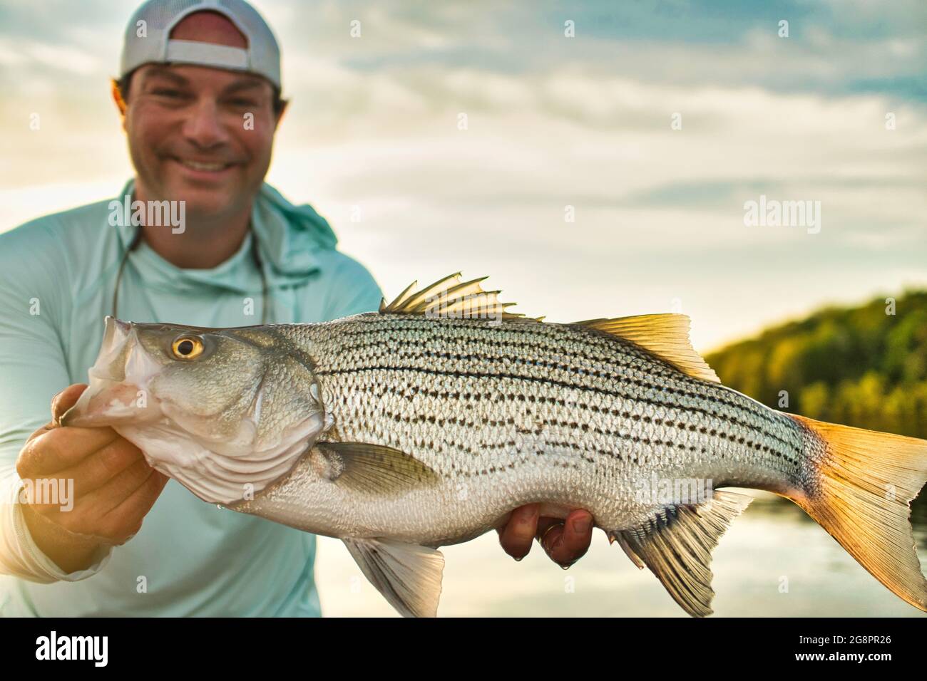 Holding Striped Bass: Catturato pesca a mosca e in procinto di essere rilasciato Foto Stock