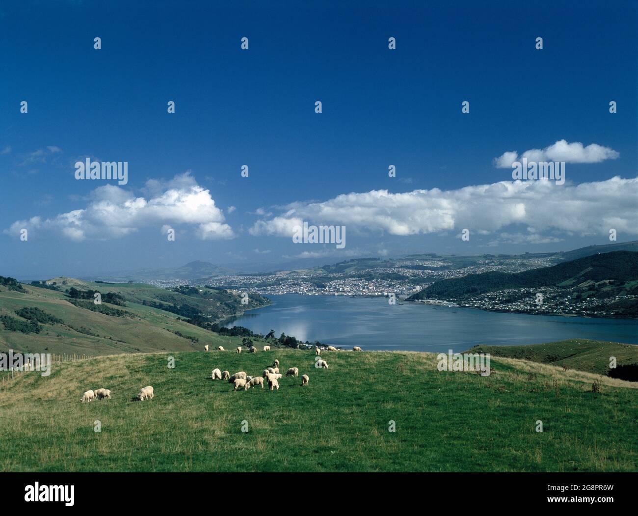 Nuova Zelanda. Isola Sud. Penisola di Otago. Vista di Dunedin con costa e pecore sulle colline. Foto Stock