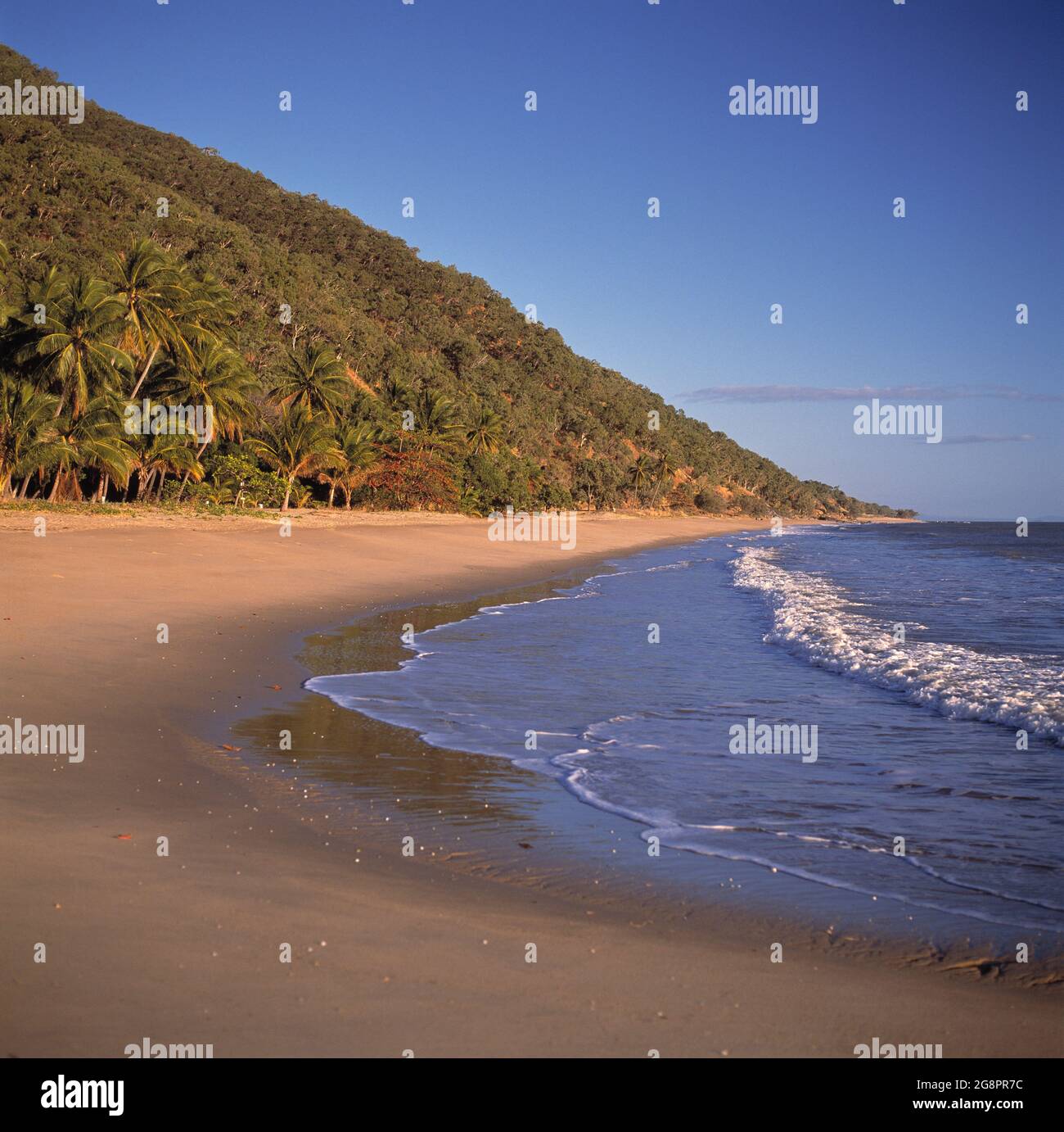 Australia. Queensland. Daybreak su Ellis Beach, circondata da palme. A nord di Cairns. Foto Stock
