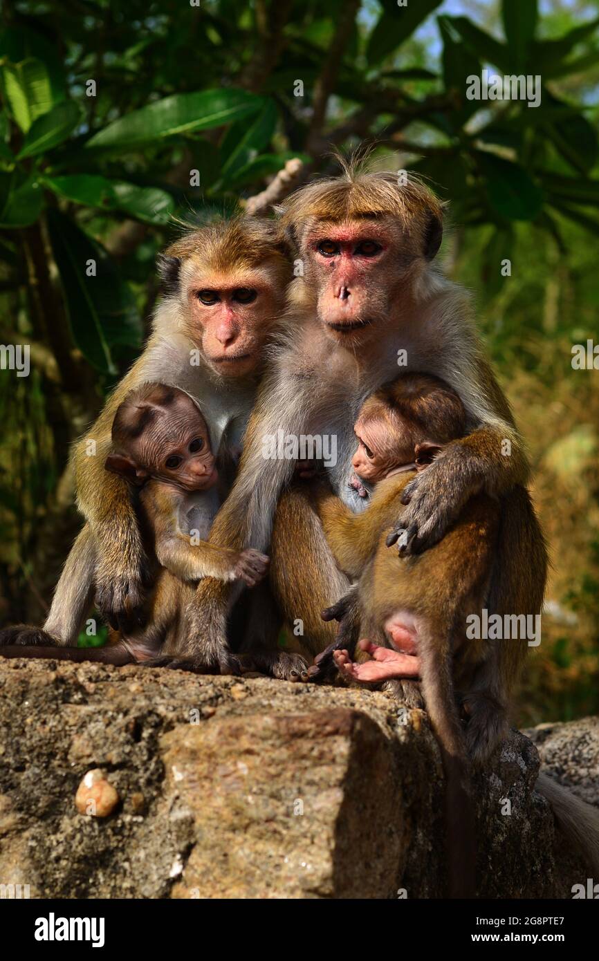 Famiglia di scimmia Toque Macaque (macaca sinica) con due Babies seduti su un muro. Sri Lanka, Asia Foto Stock