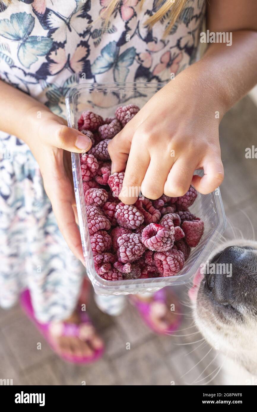 Colpo ad alto angolo di una donna che raccoglie un lampone da un contenitore di plastica pieno di lamponi surgelati Foto Stock