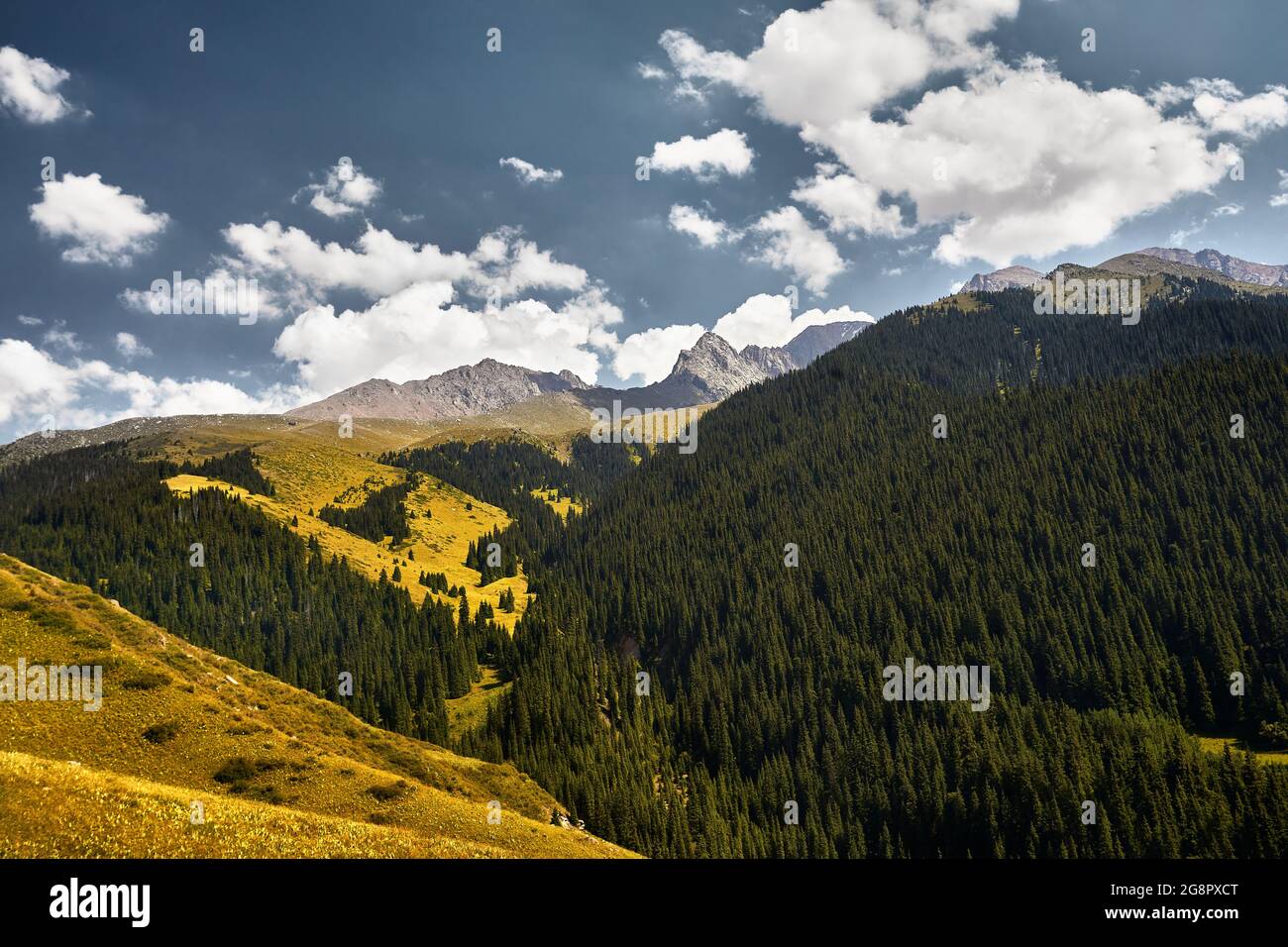 Vista aerea della pineta in splendide montagne durante il giorno di sole. Foto scattata con il drone Foto Stock