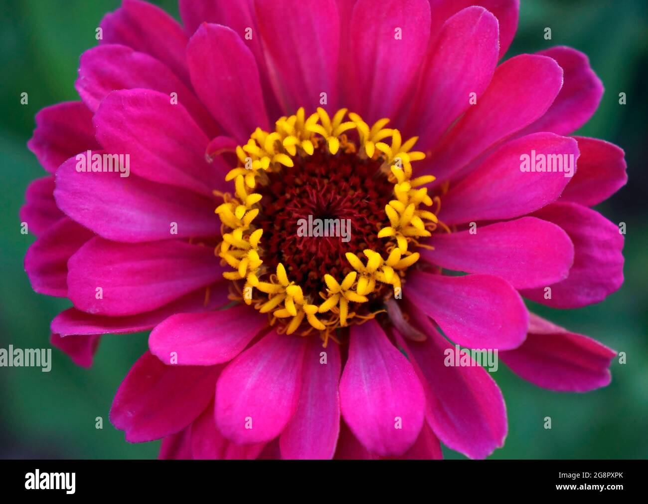 Pink Zinnia flower (Zinnia elegans) Foto Stock