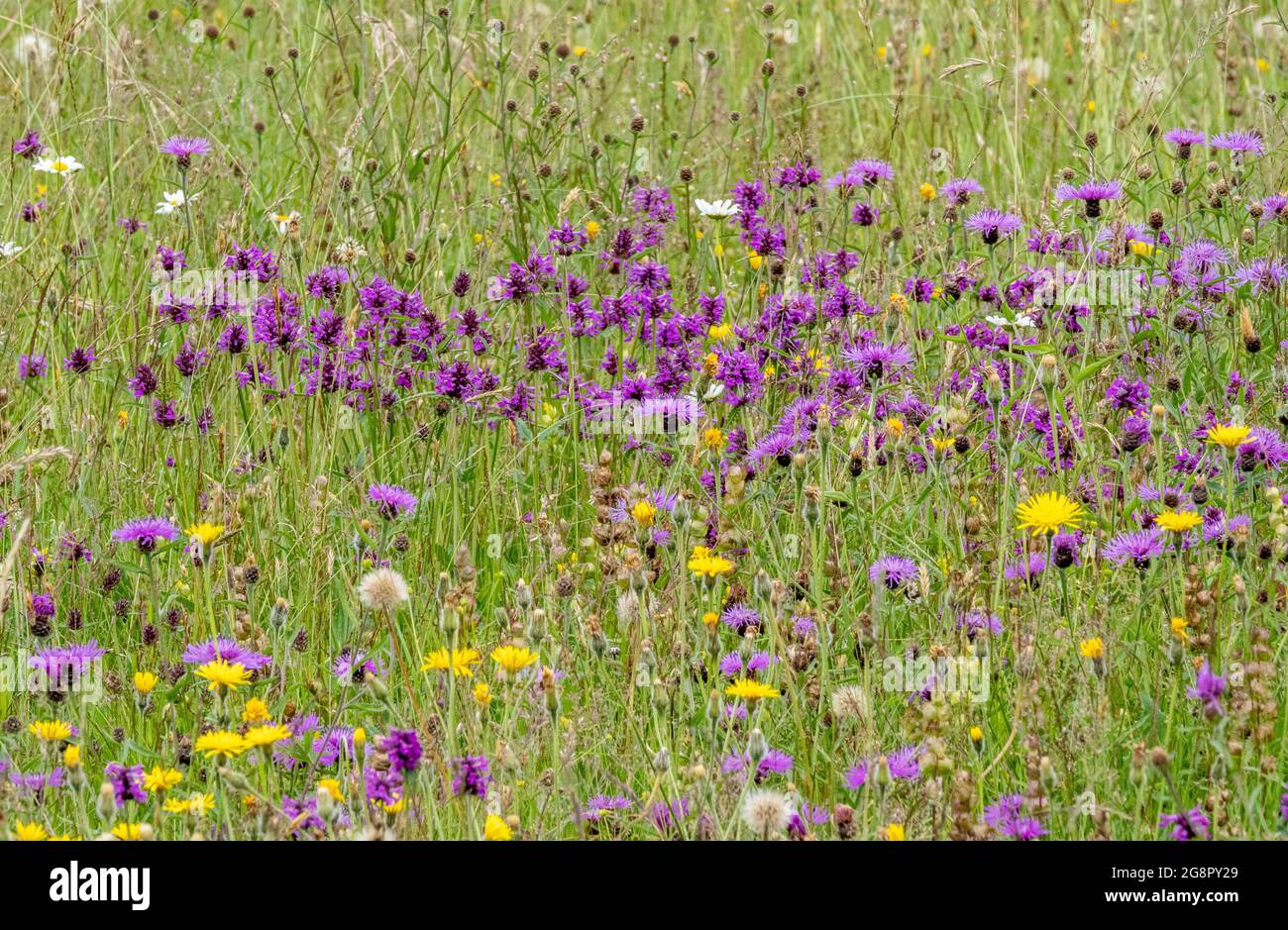 Prato di fiori ricco di specie ad Ashton Court vicino Bristol UK con Betony Greater Knapweed Oxeye Daisy Yellow Rpicle Hawkbit e altri Foto Stock