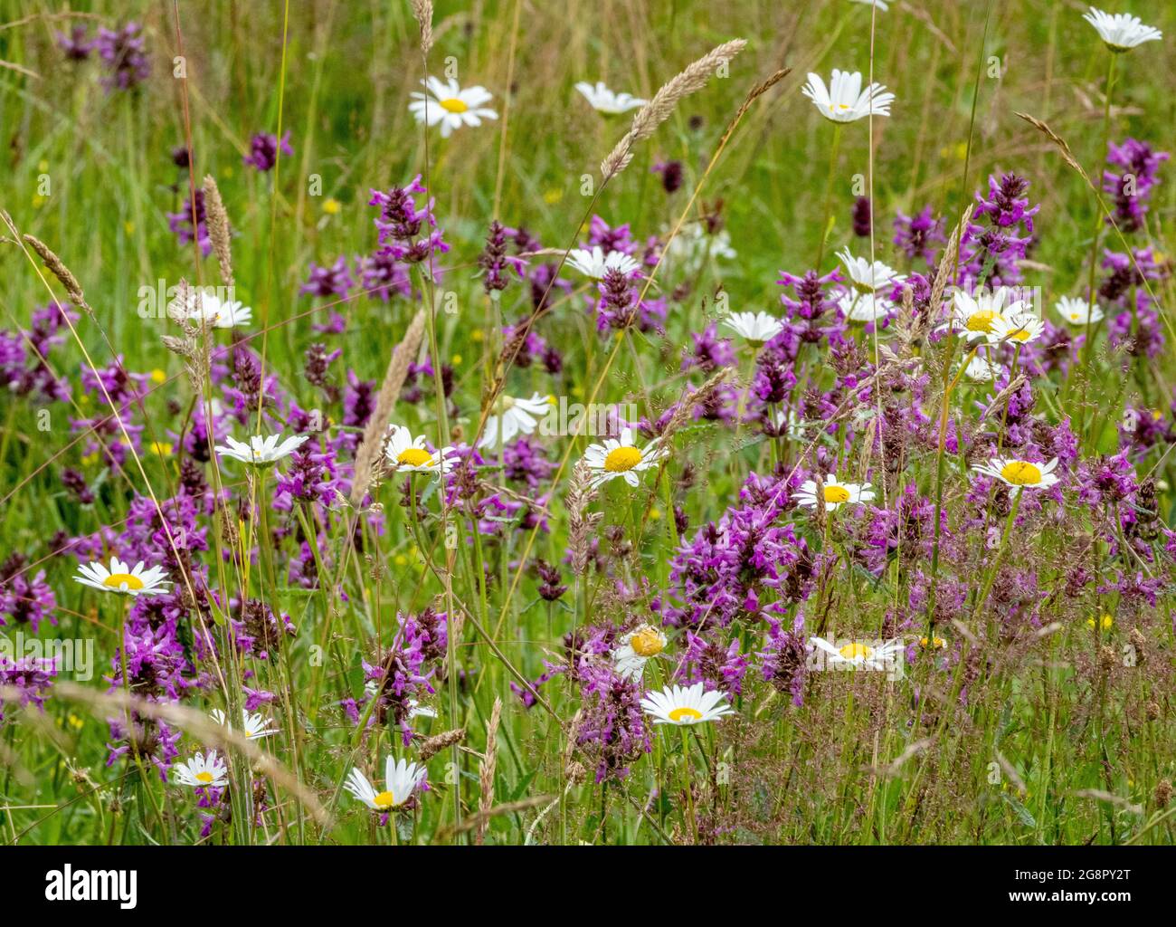 Betony Betonica officinalis e Oxeye Daisies Chrysanthemum leucanthemum in un prato di fiori selvatici a Anners Gorse in Dorset UK Foto Stock