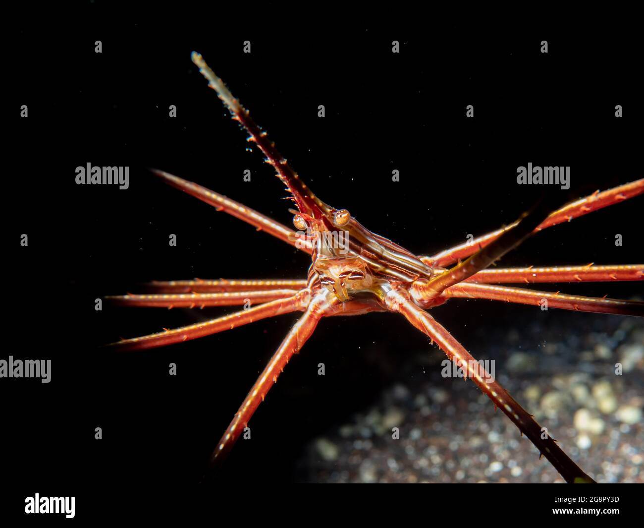 Primo piano di un granchio della freccia dell'Atlantico orientale (Stenorhynchus lanceolatus) , Madeira, Portogallo Foto Stock