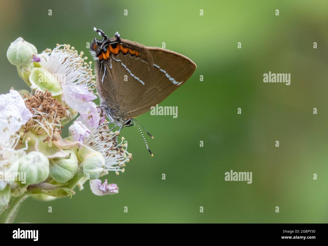 White-letter Hairstreak Satyrium w-album Feeding on bramble at Alners Gorse Butterfly Conservation Reserve in Dorset UK Foto Stock