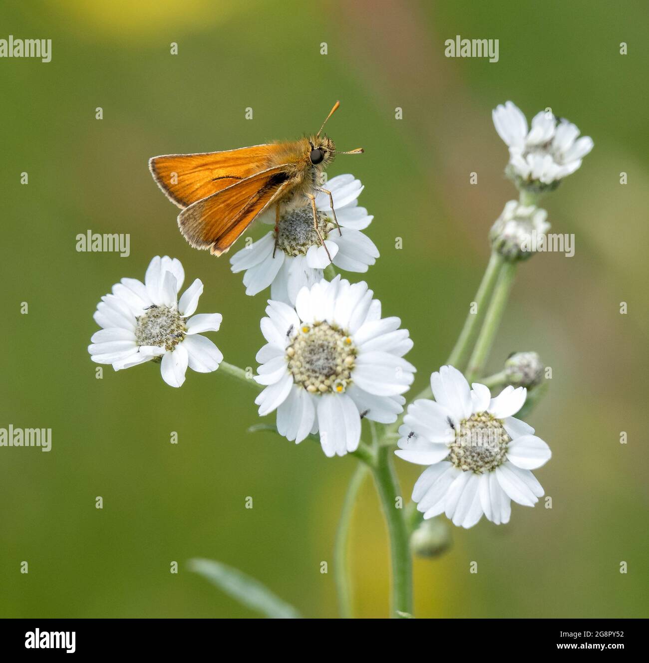 Small Skipper Thymelicus sylvestnis on Sneezewart - Dorset UK Foto Stock