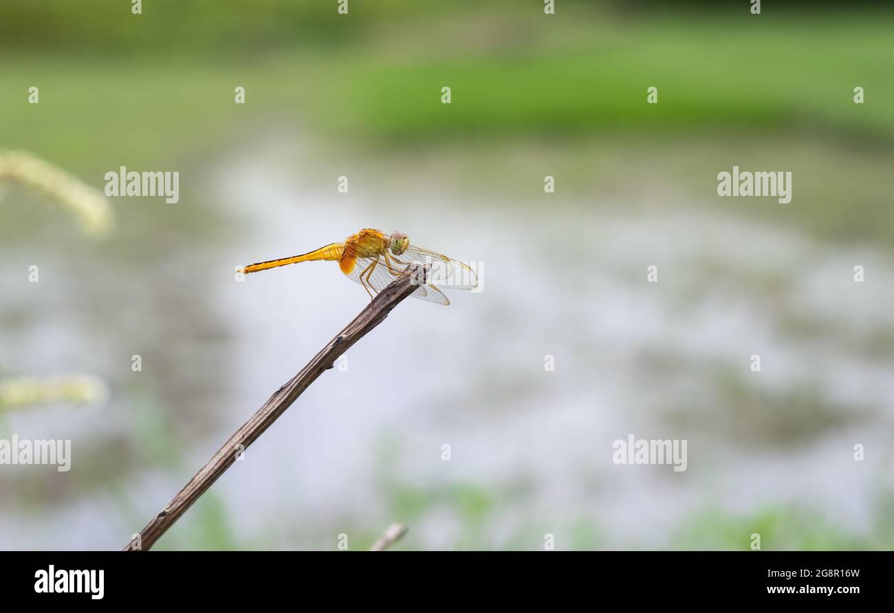 Una libellula arancione con ali trasparenti appoggiate su un tronco di albero morto isolato su sfondo sfocato Foto Stock