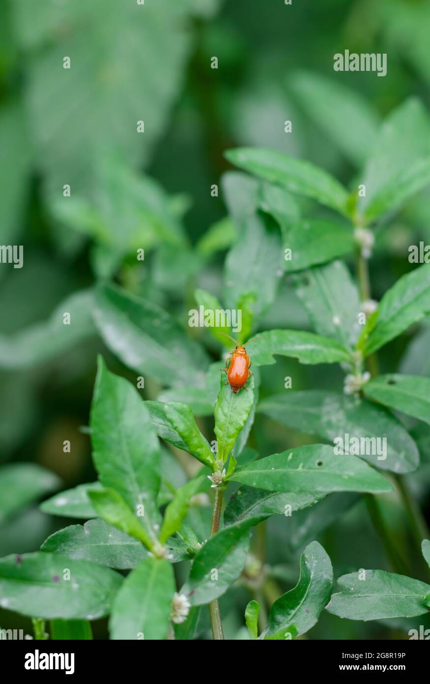 Pinzetta a rullo a foglia rossa seduta su una foglia verde selvaggia Foto Stock