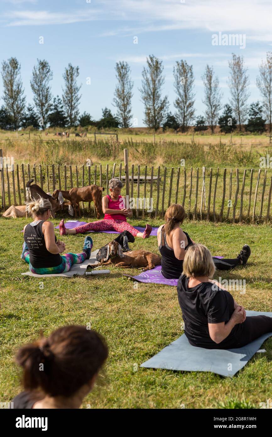 Suffolk, UK settembre 15 2019: Una sessione di yoga di capra tenuta nel paddock di una fattoria in una calda e soleggiata mattina estiva Foto Stock