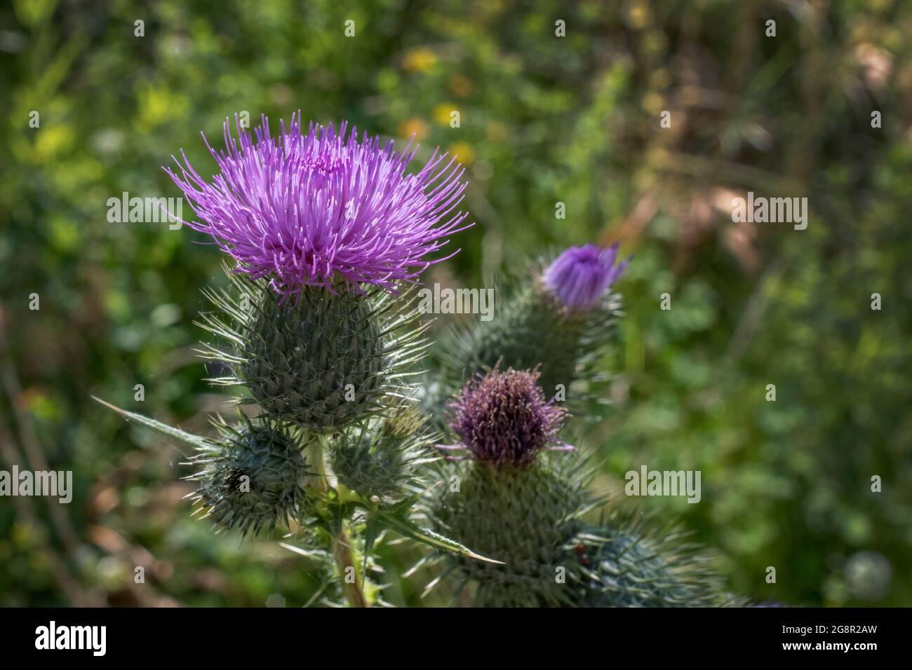 Thistle è un gruppo di piante in fiore caratterizzate da foglie con forti prickle ai margini, per lo più nella famiglia Asteraceae. I ceci possono anche Foto Stock