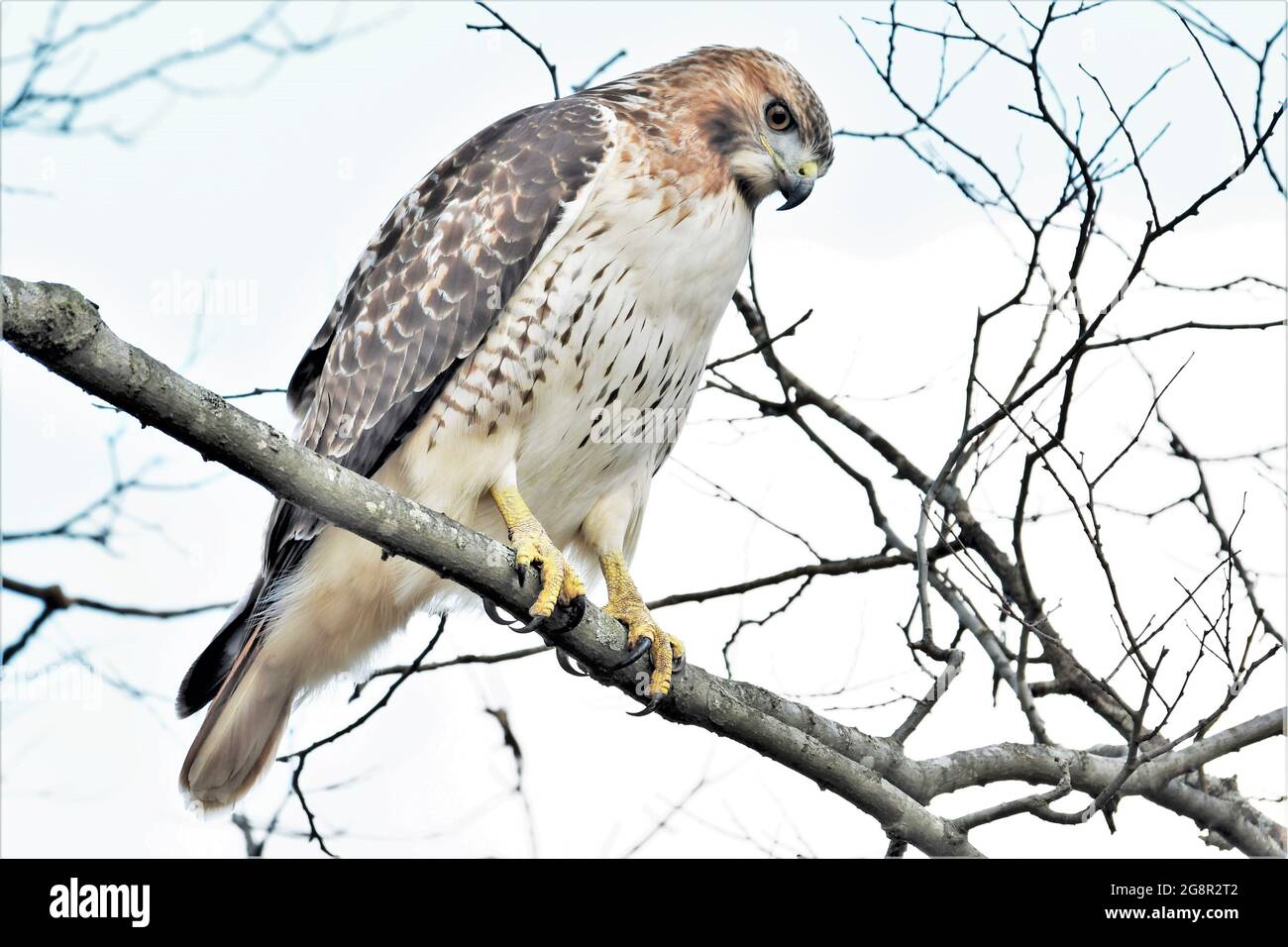 Bella arroccata Red coda Hawk scansione il terreno per la preda. Foto Stock