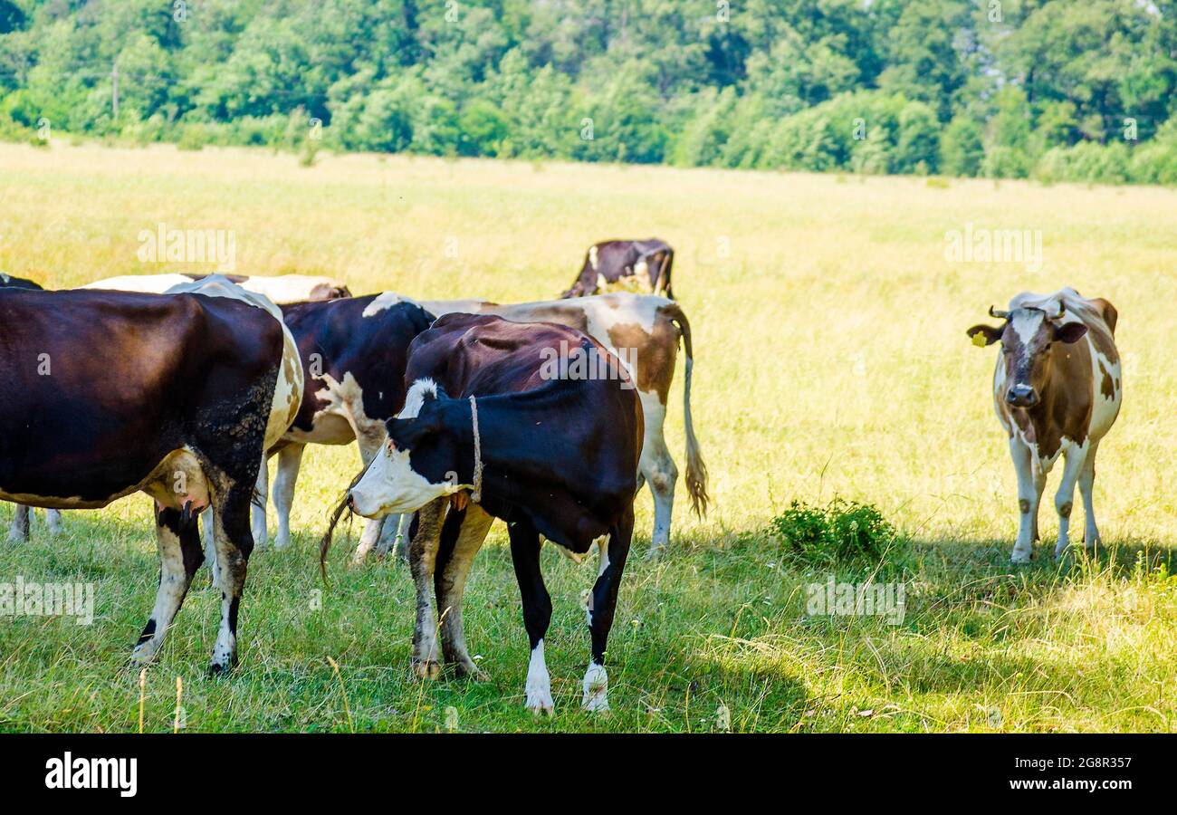 mucca nel prato - pascolo di animali da fattoria Foto Stock