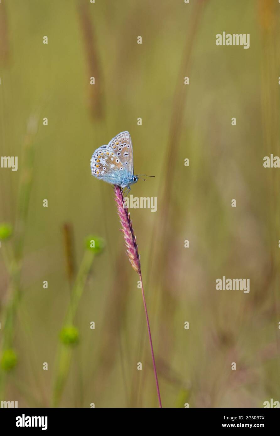 Comune di Blue Butterfly Foto Stock