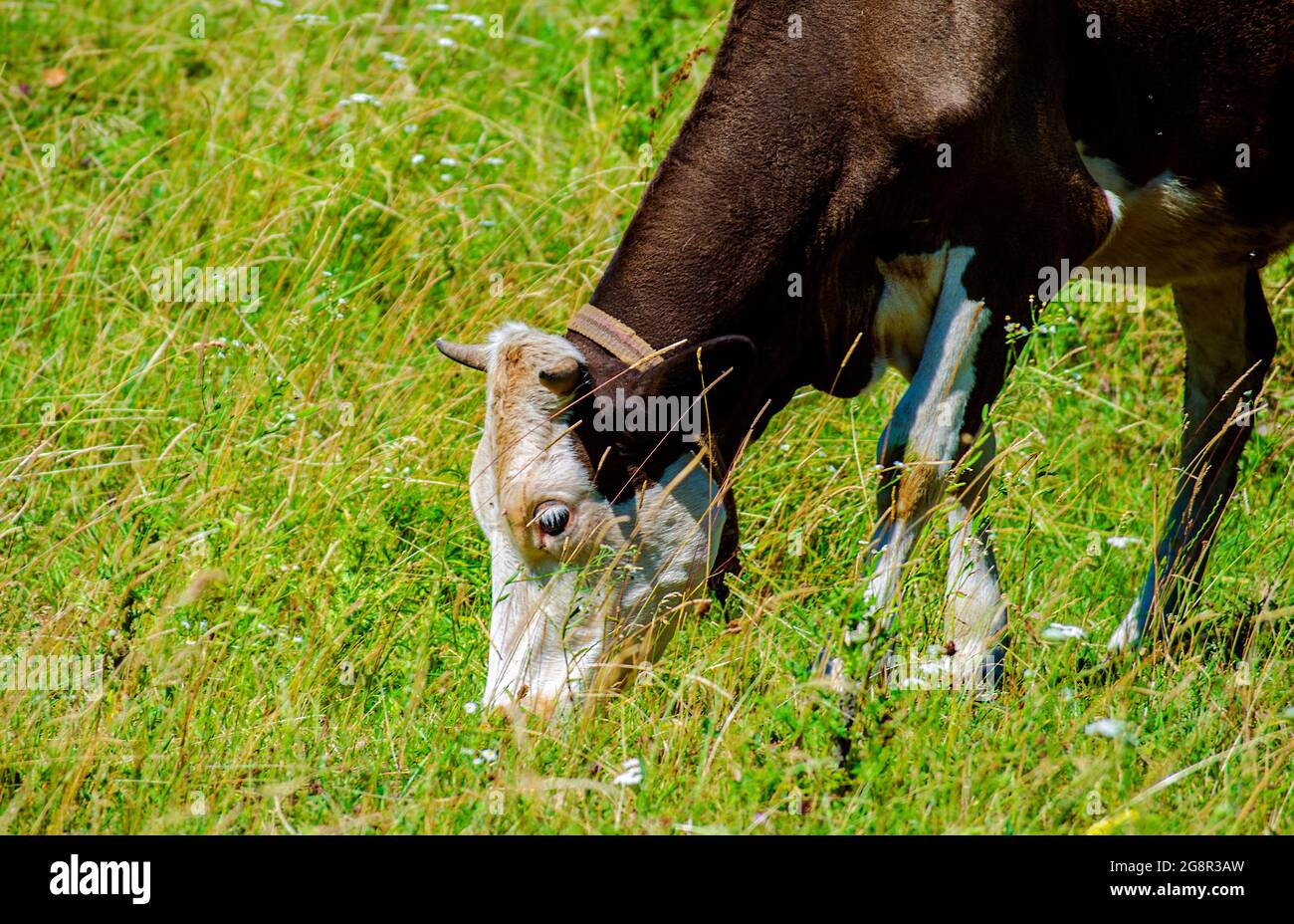 mucca nel prato - pascolo di animali da fattoria Foto Stock
