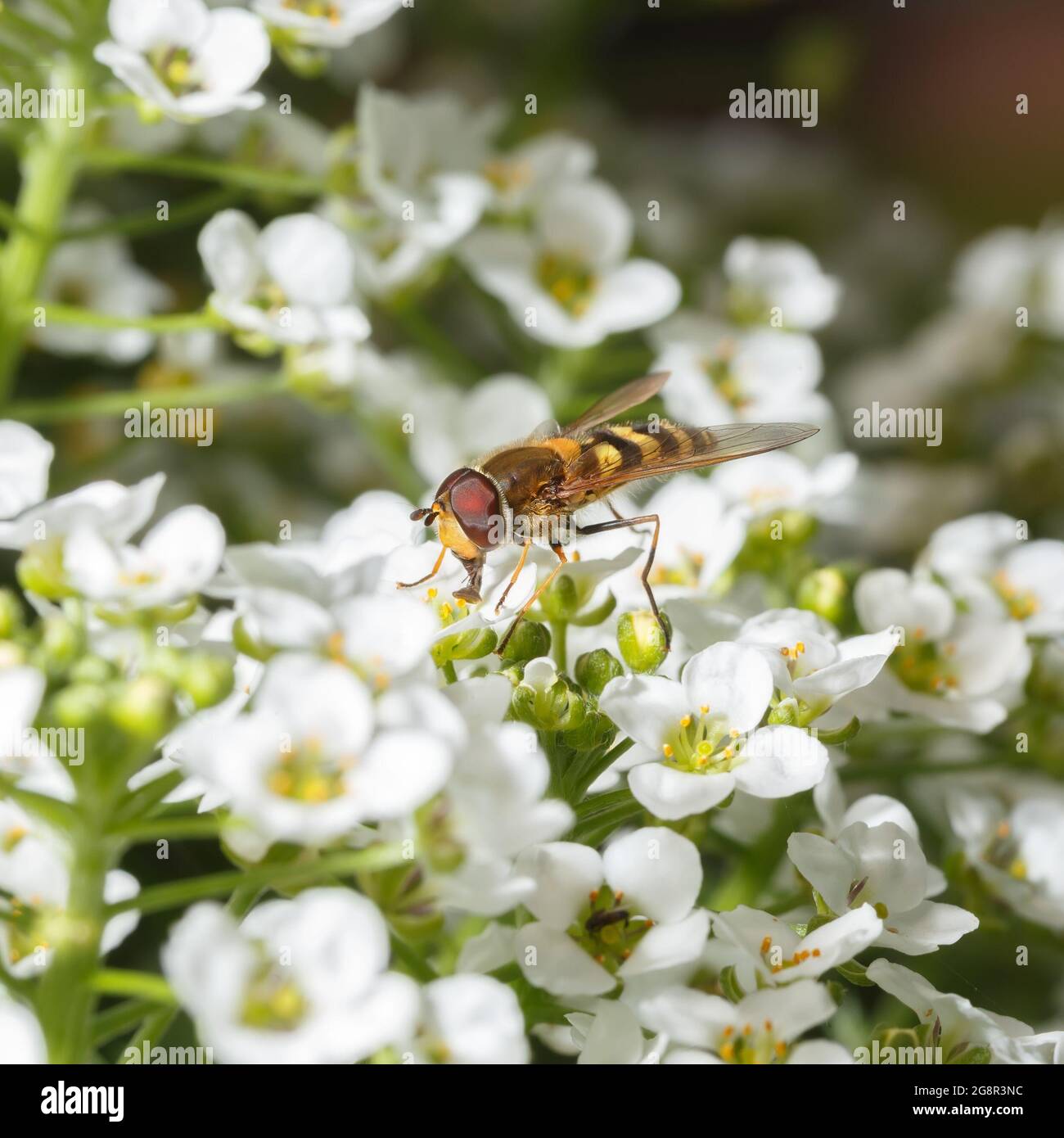 Una mosca buzzante raccoglie nettare su fiori bianchi Foto Stock